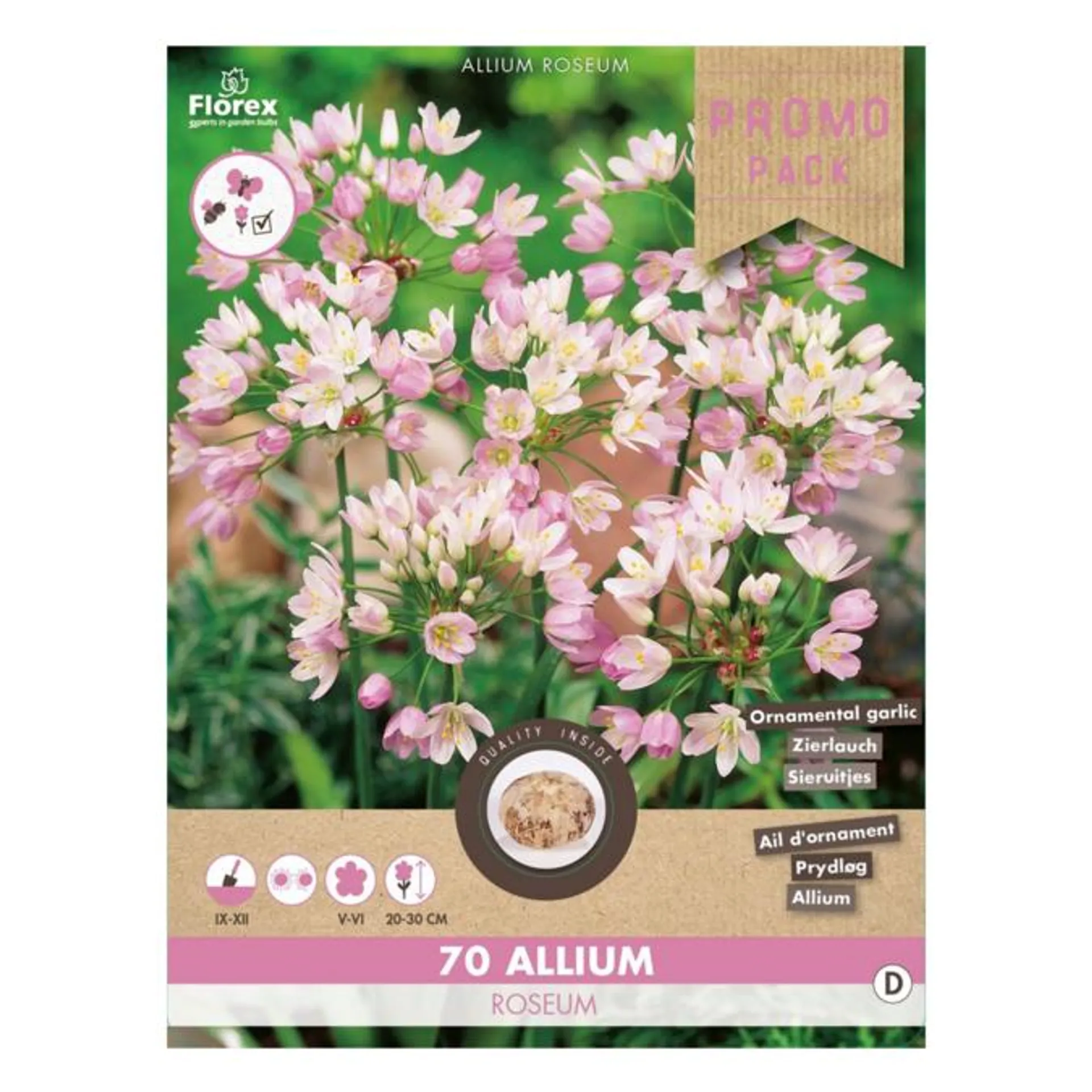 Prydløg , Allium 'Roseum'. Pakke med 70 løg