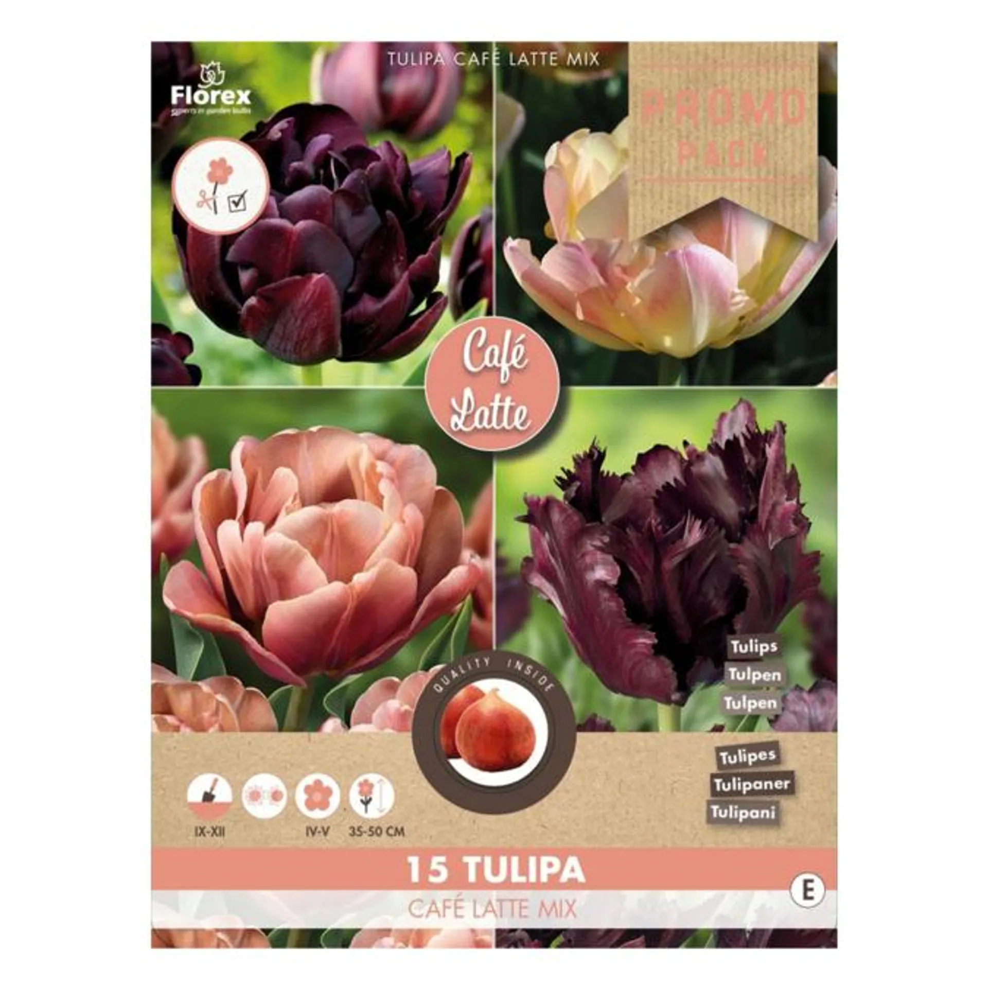 Tulipan løg mix, Tulip 'Cafe Latte' mix. Pakke med 15 løg