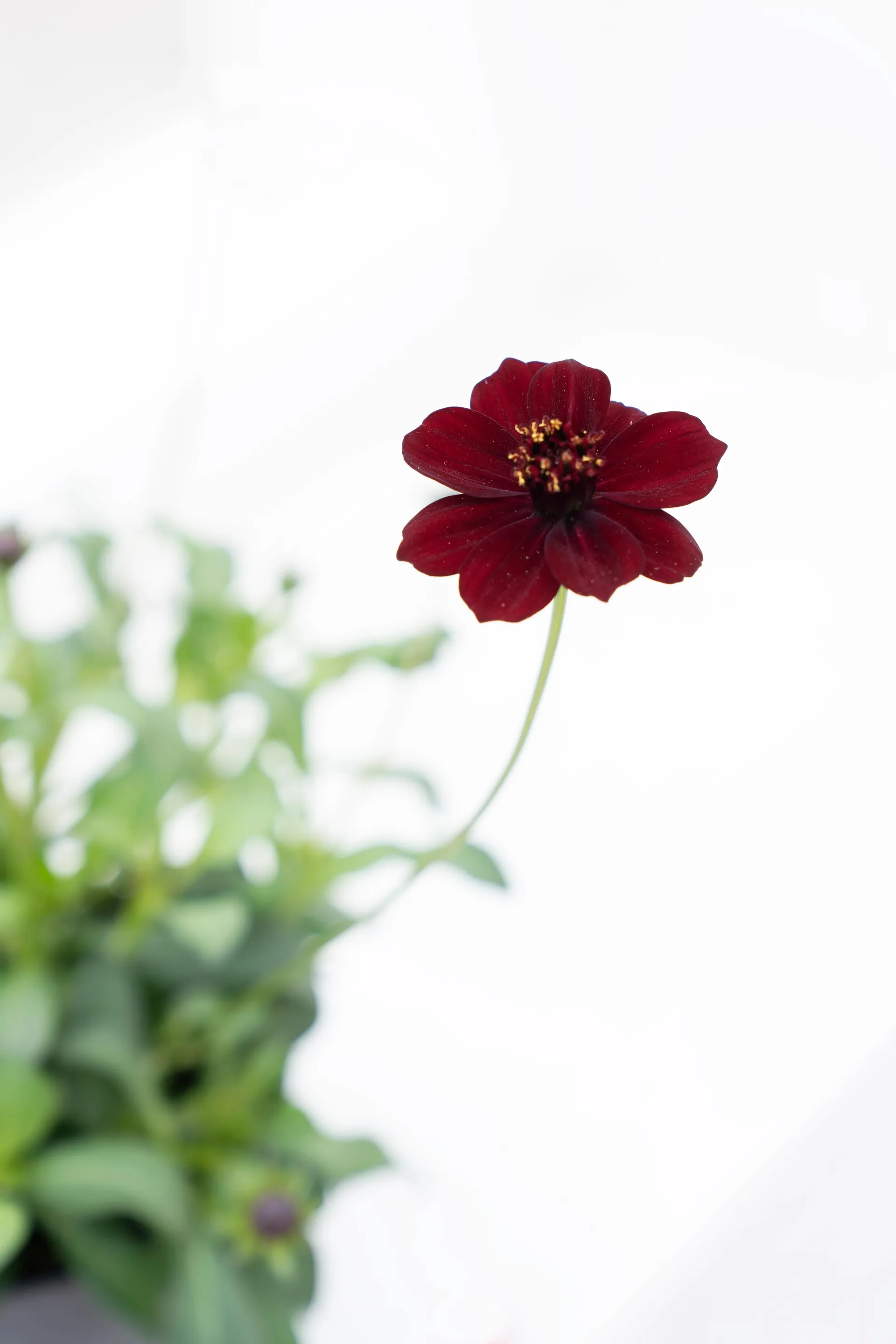 Chokoladekosmos, Cosmos Atrosanguineus, Ø12 cm potte