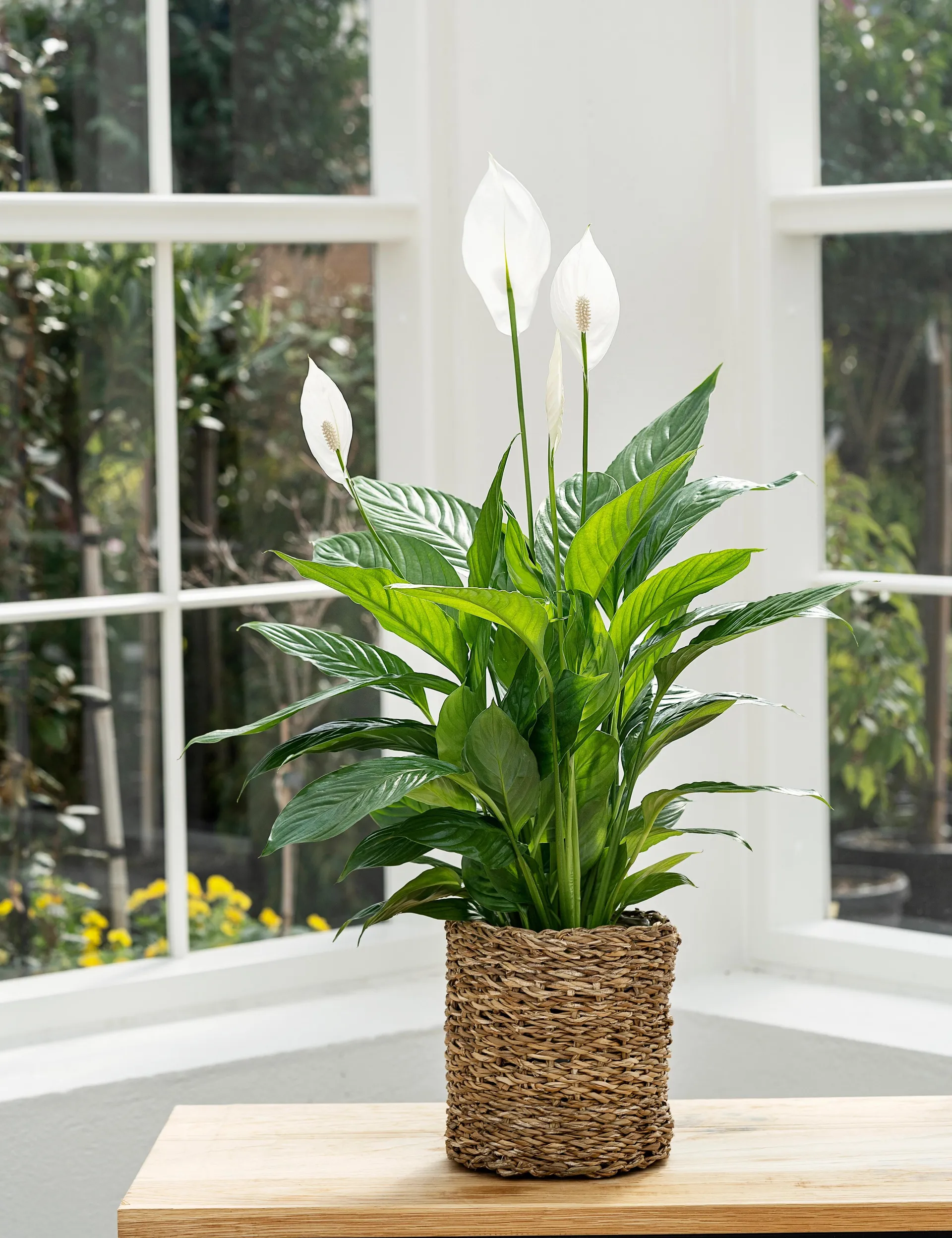 Fredslilje, Spathiphyllum 'Vivaldi', Ø17 cm potte