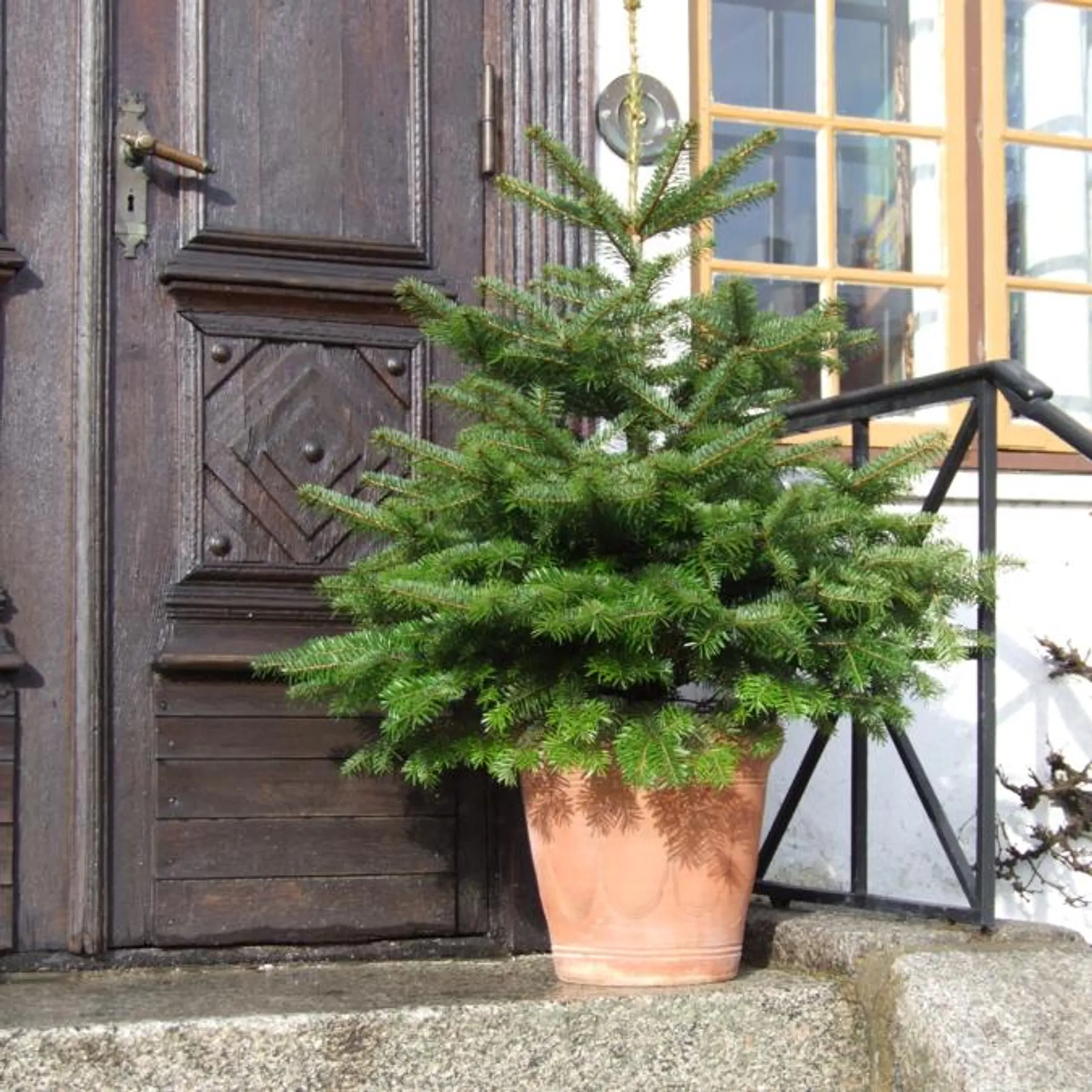 Dansk nordmannsgran H:20/30 cm, Abies nordmanniana