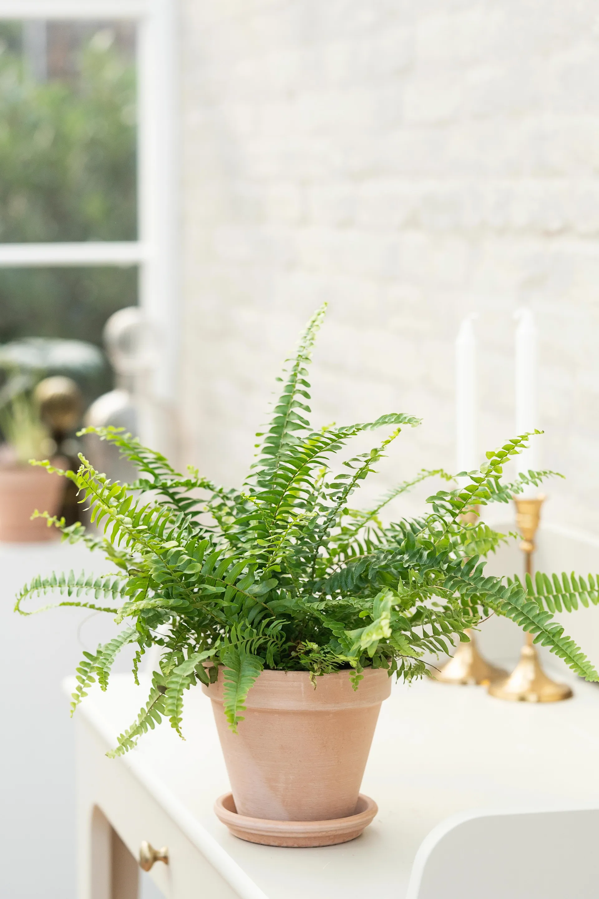 Nyrebregne, Nephrolepis exa. 'Green Lady', Ø12 cm potte