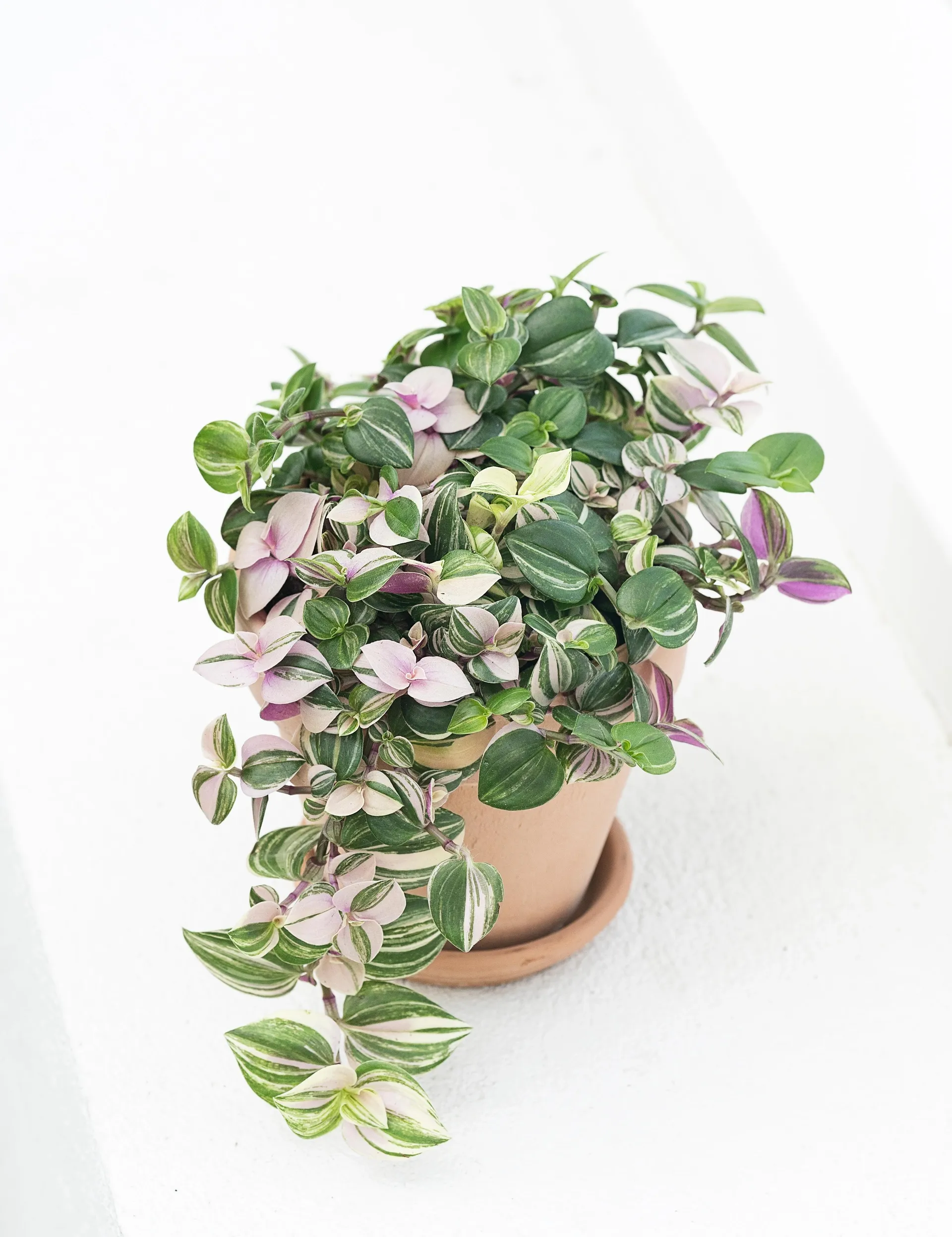 Seje stueplanter, Tradescantia albiflora Tricolor Rosa, Ø10,5 cm potte