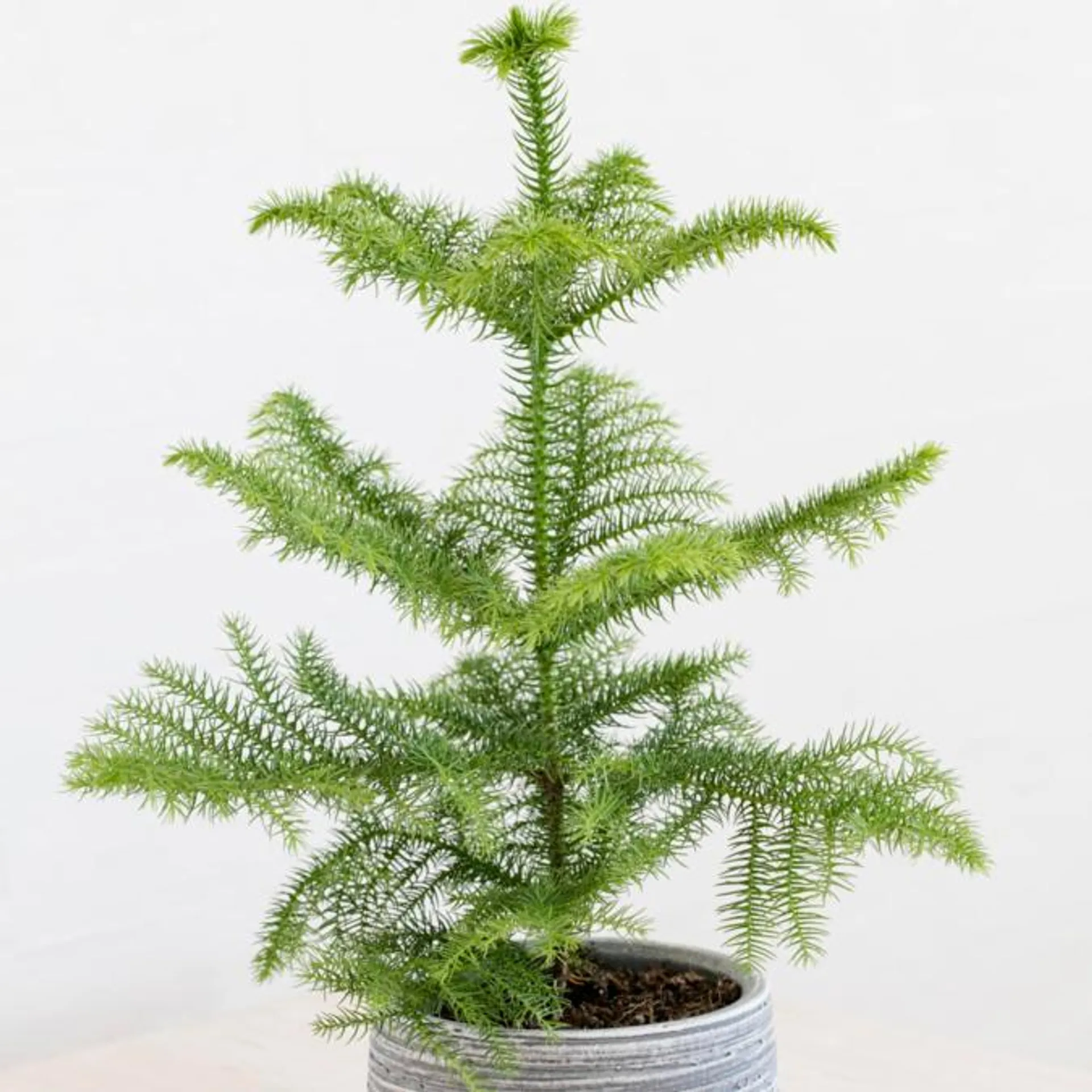 Stuegran, Araucaria heterophylla, Ø17 cm potte