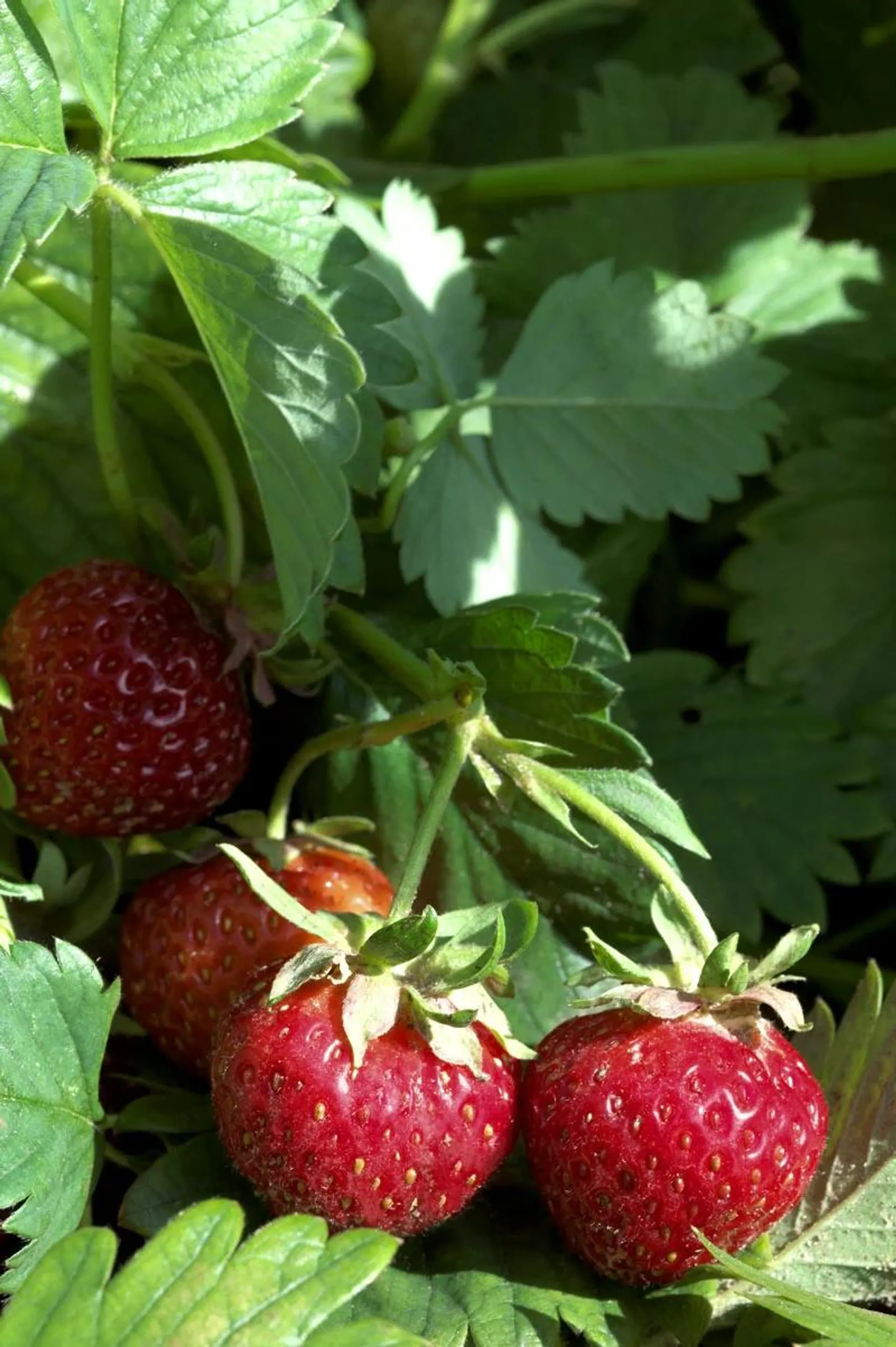 Kæmpe jordbær, Fragaria ana. Sonata, Ø11,5 cm potte