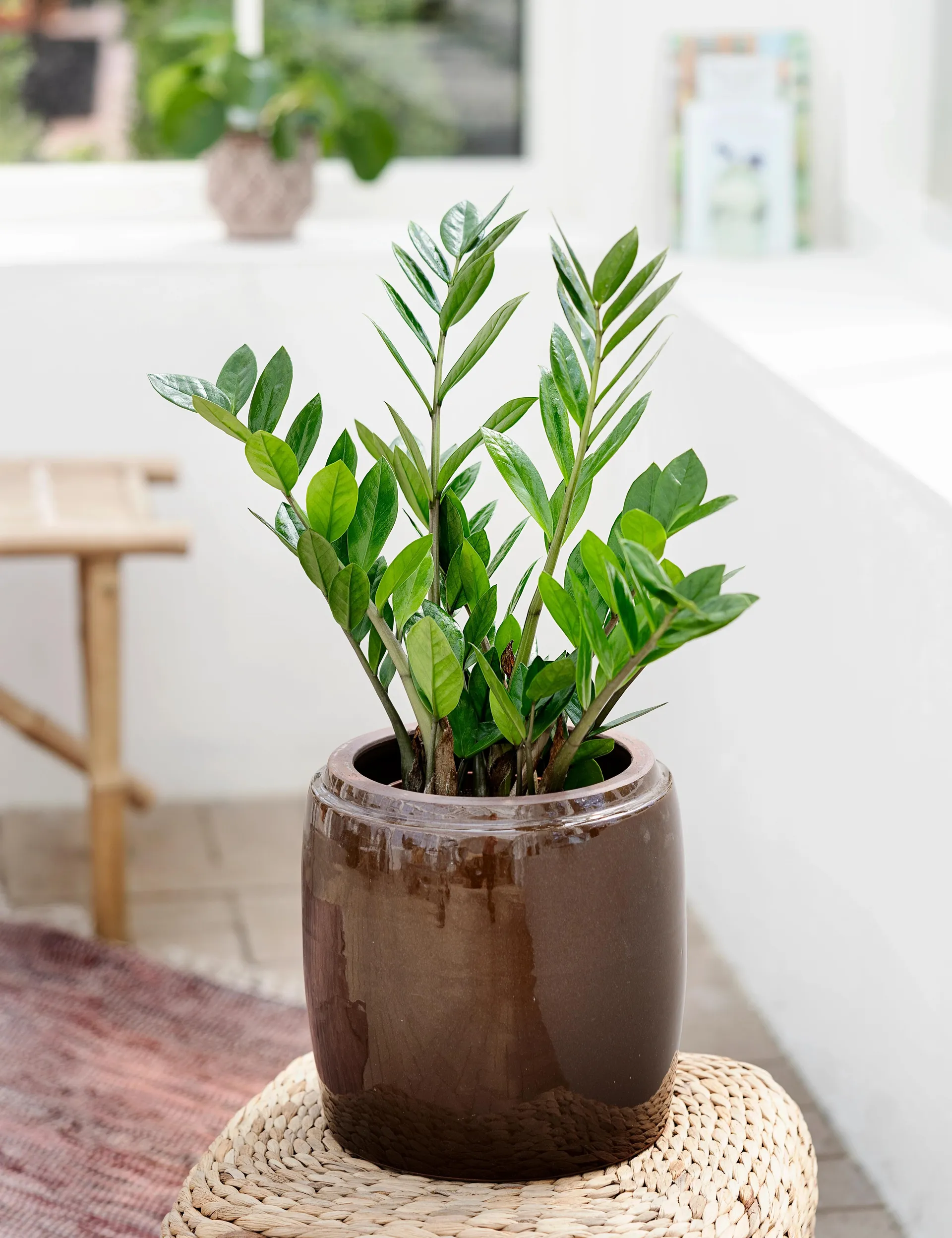 Lykkebregne, Zamioculcas zamiifolia H50 cm, Ø14 cm potte