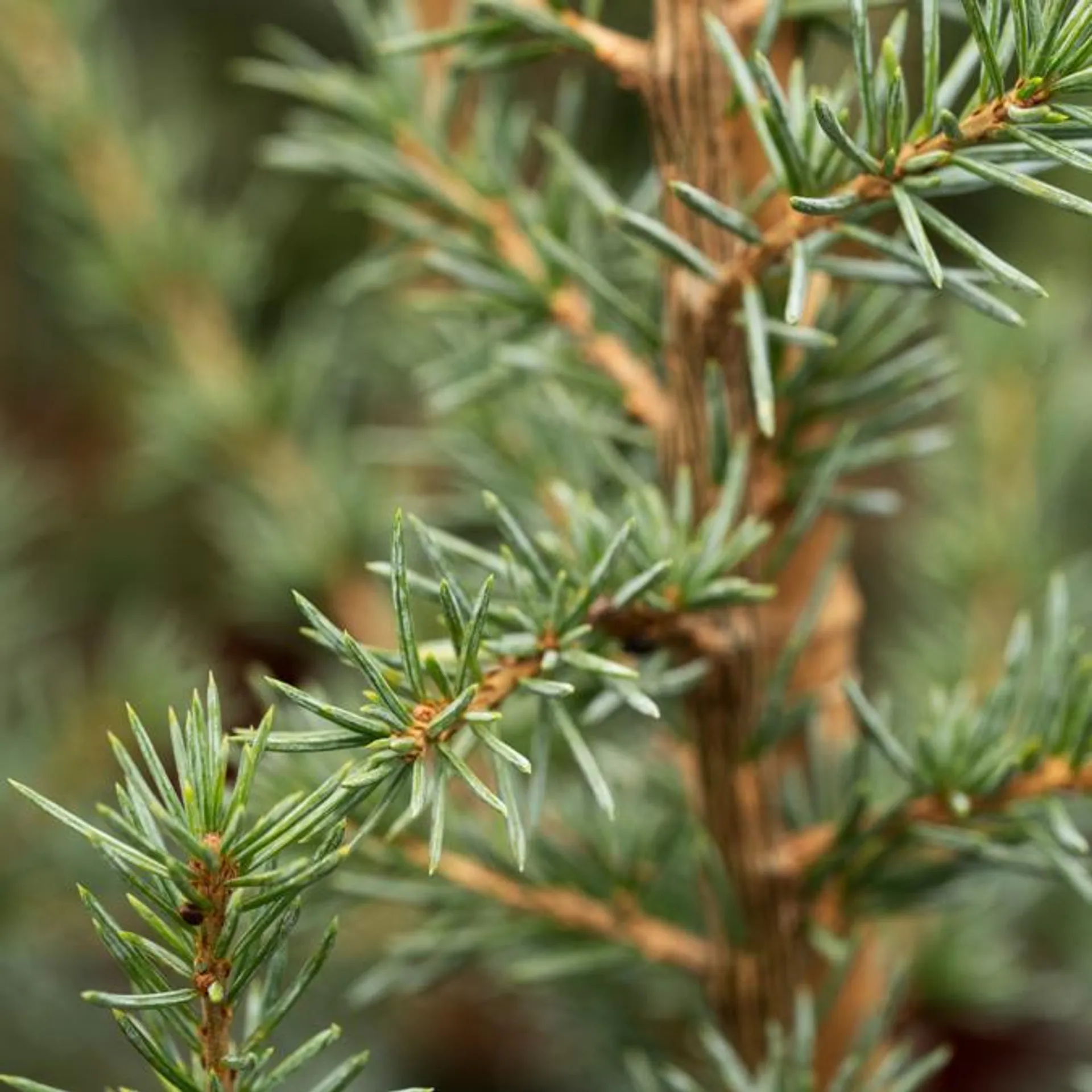 Cedertræ, Cedrus lib. 'Glauca', 3 liter potte, 50+cm