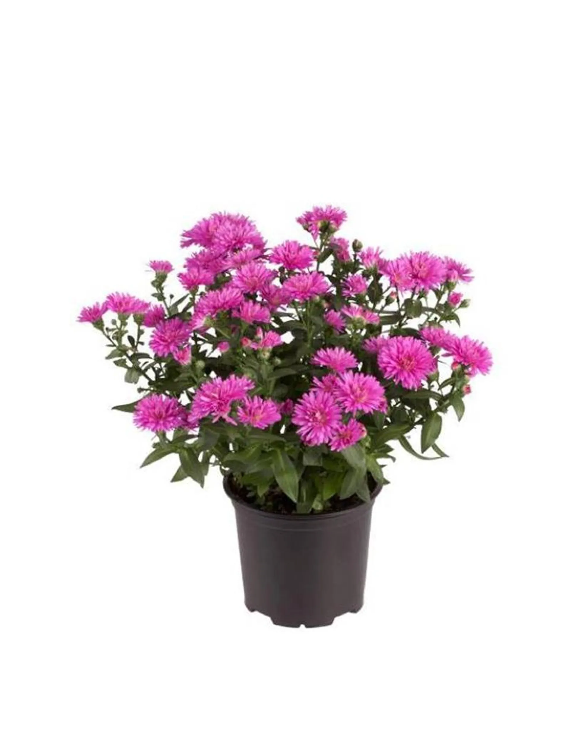 Asters pink, Aster hybrid, Ø10,5 cm potte