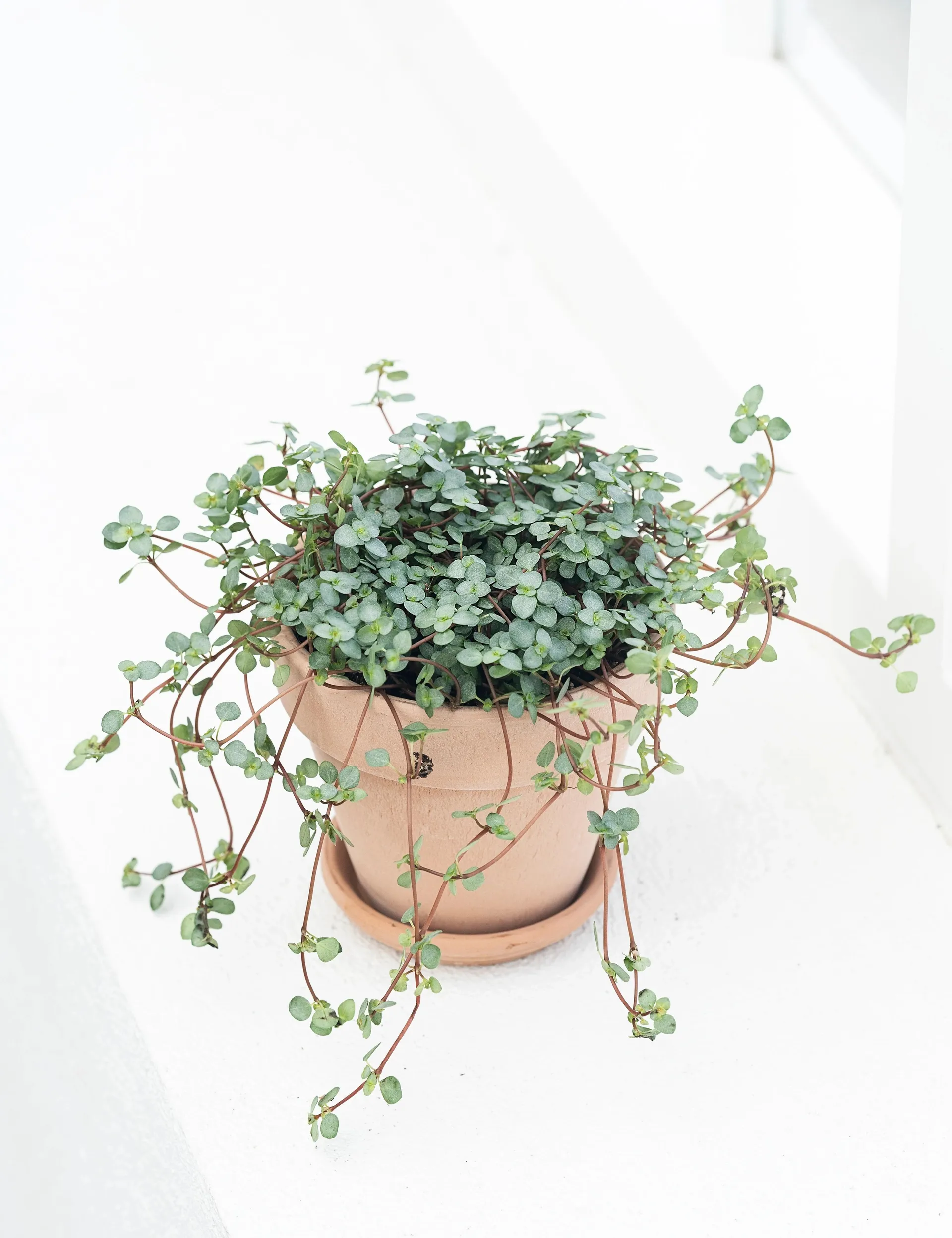 Seje stueplanter, Pilea nummulariifolia, Ø10,5 cm potte