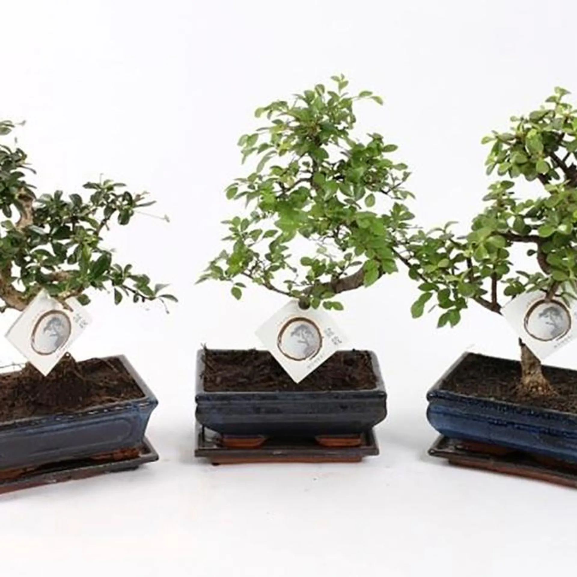 Bonzai, Bonsai mix, H25 cm, Ø20 cm potte