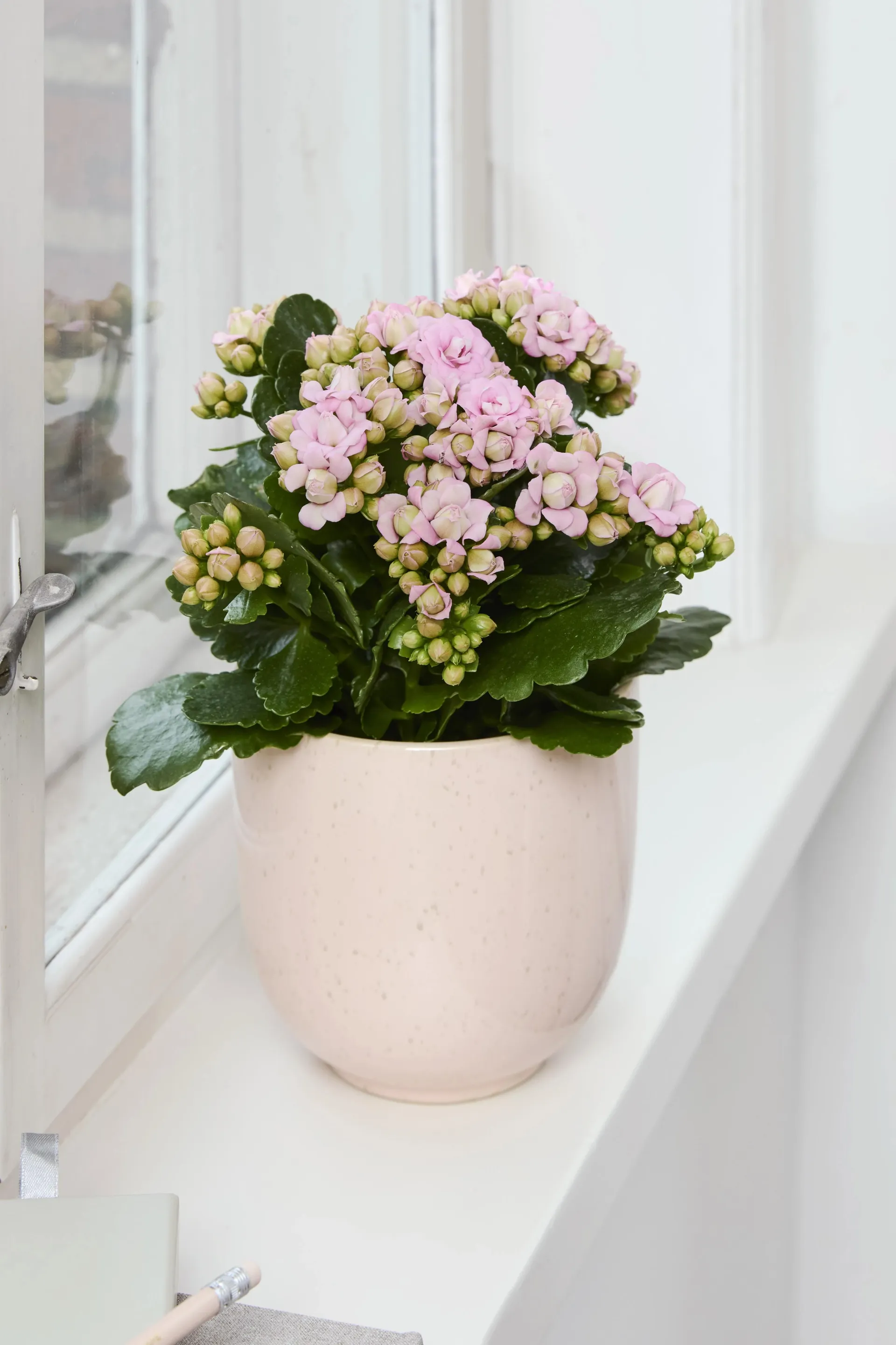 Big Queen®, Kalanchoe arts-hybrid. Rosa, Ø13 cm potte