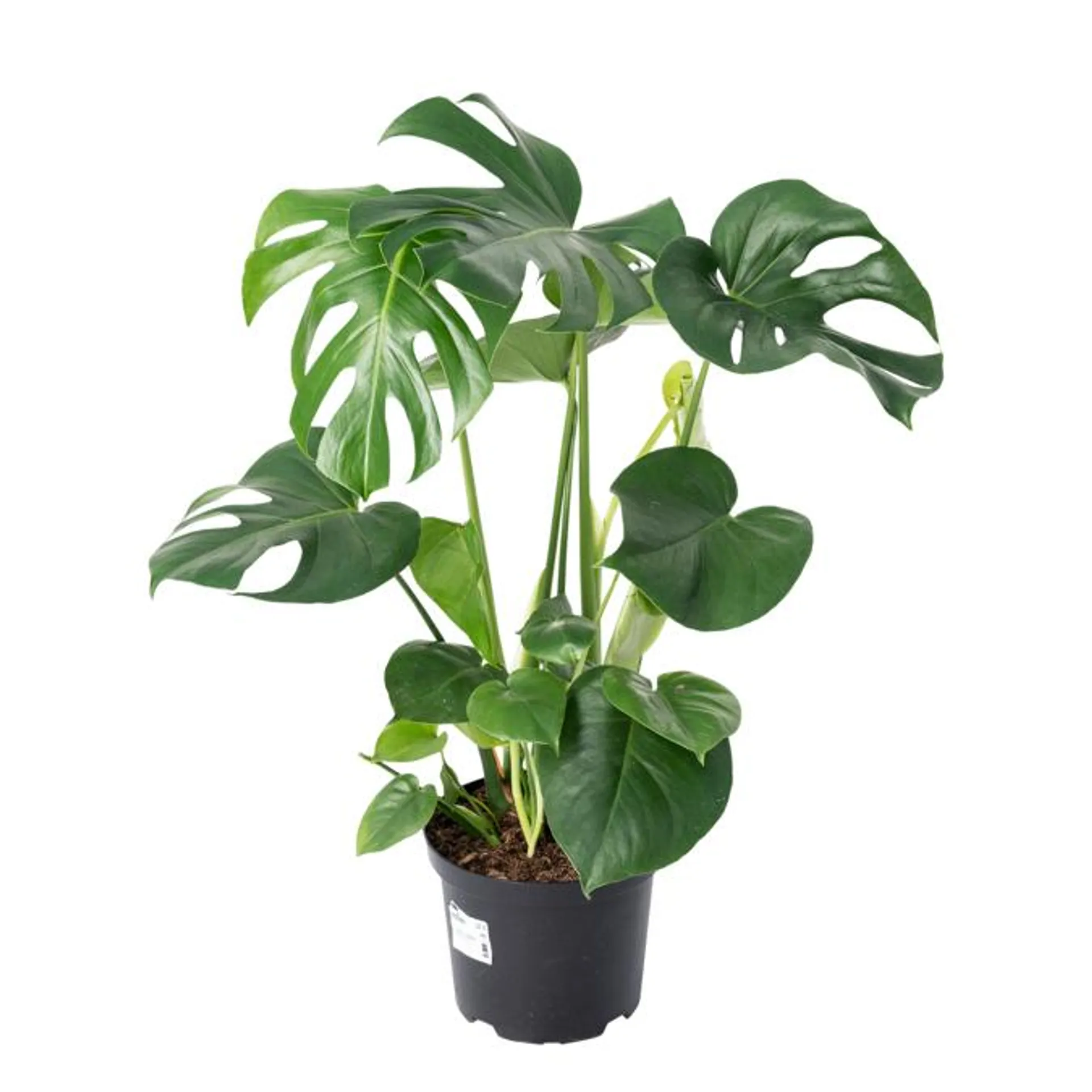 Fingerphilodendron, Monstera deliciosa H60 cm, Ø21 cm potte