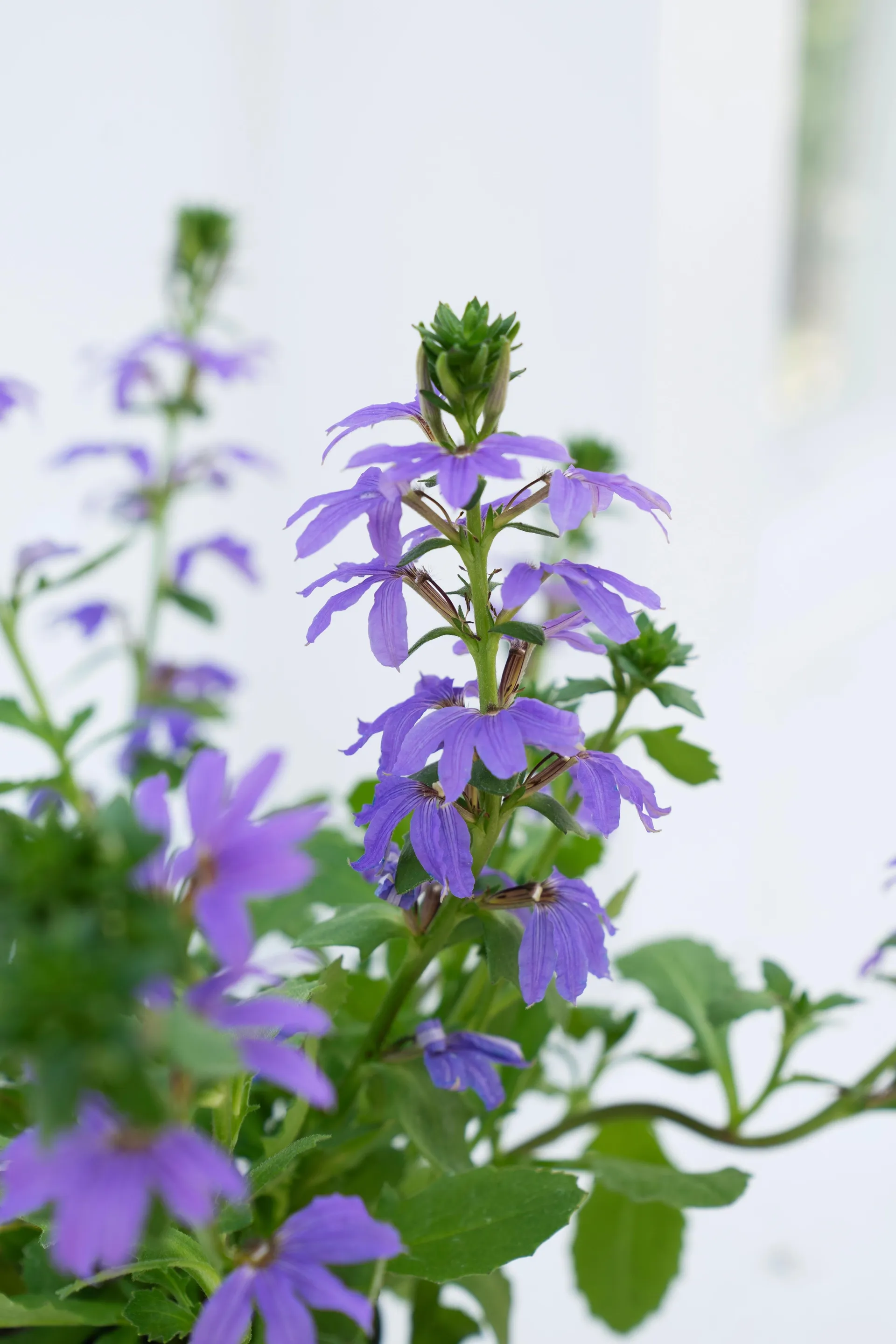 Fjerblomst, Scaevola aemula, Ø12 cm potte