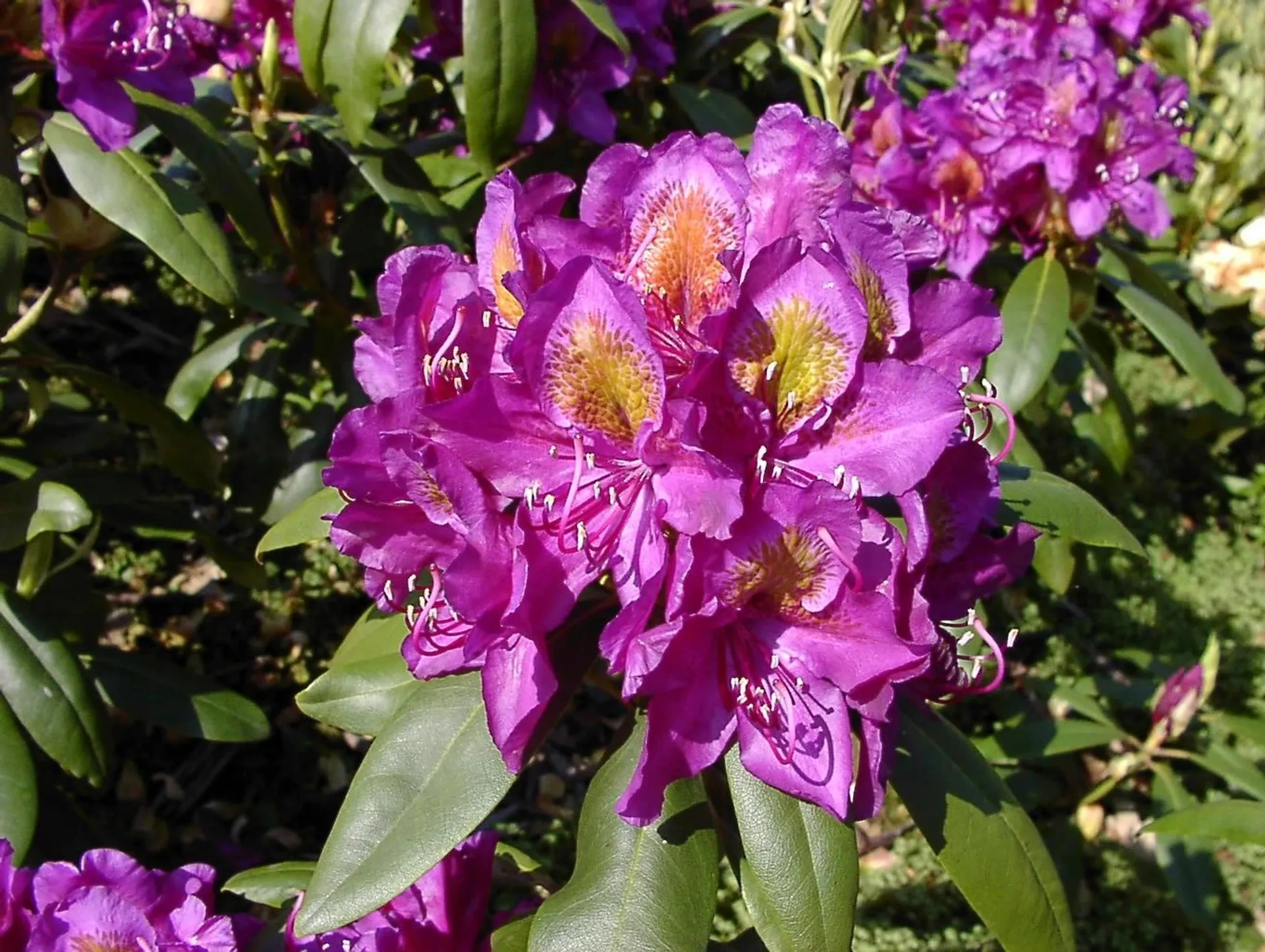 Rhododendron, 'Marcel Menard', 5 liter potte