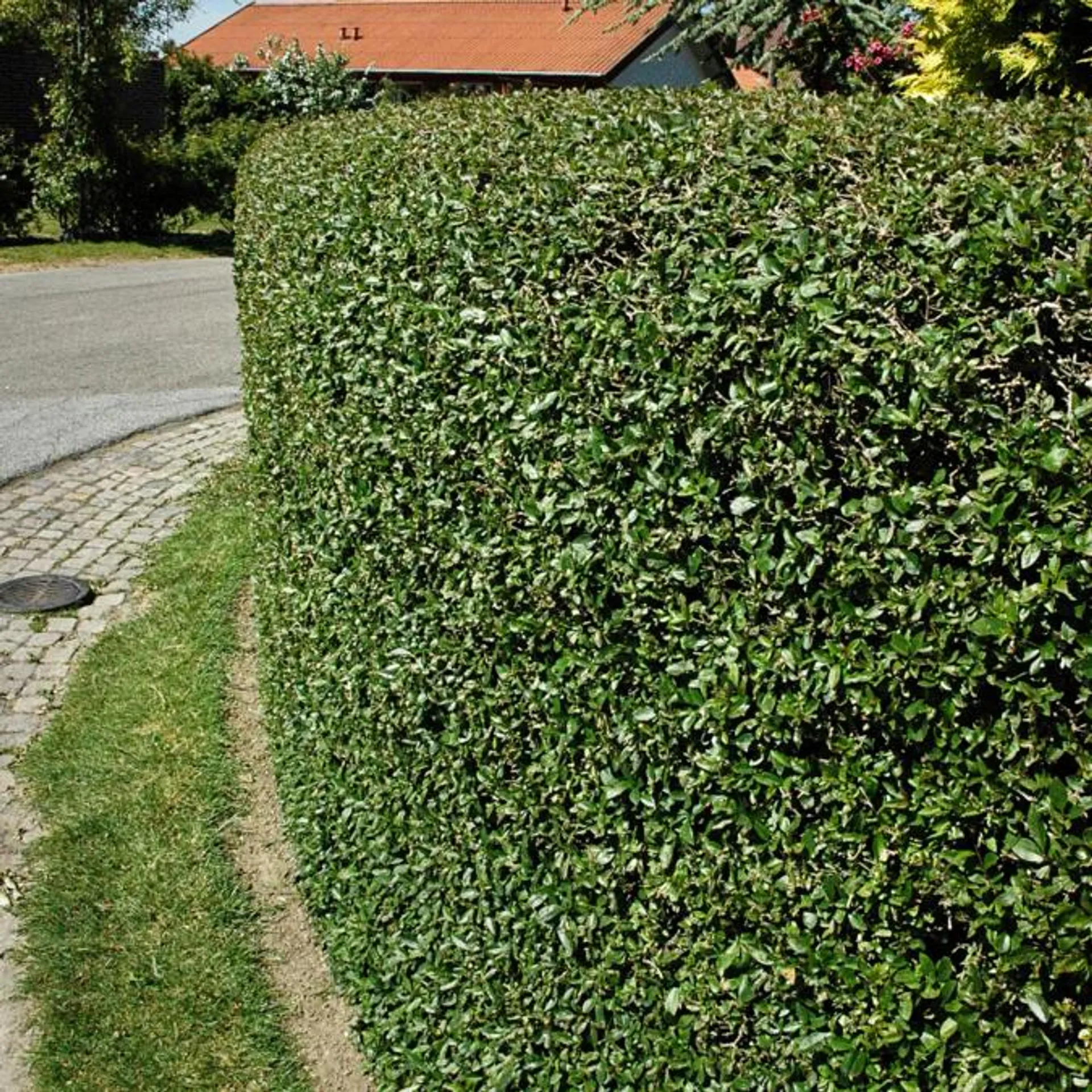 Liguster, barrod, Ligustrum vul. 'Liga', 100-120 cm. 10 stk. bdt.