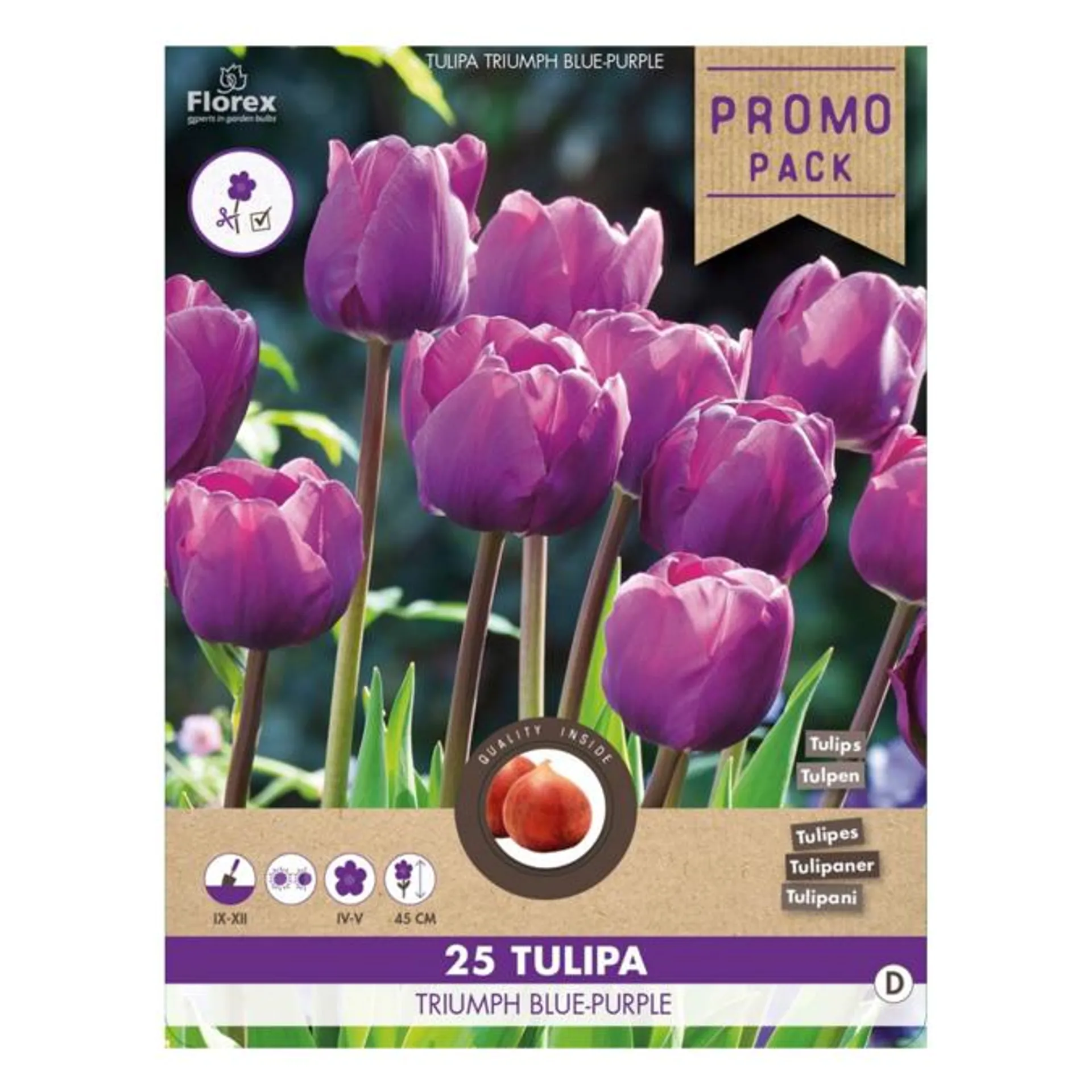 Tulipan løg , Tulip 'Tr Blue-Purple'. Pakke med 25 løg