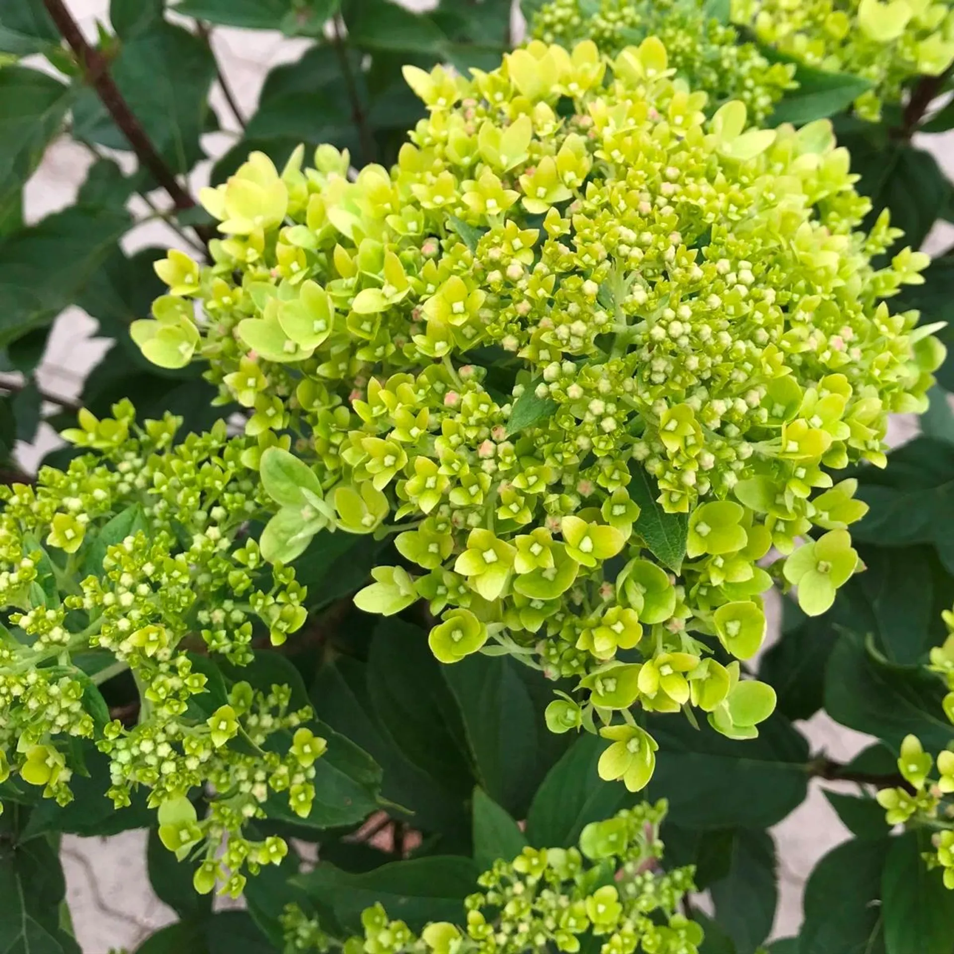 Høstsyren, Hydrangea pan. 'Little Lime'® , 5 liter potte