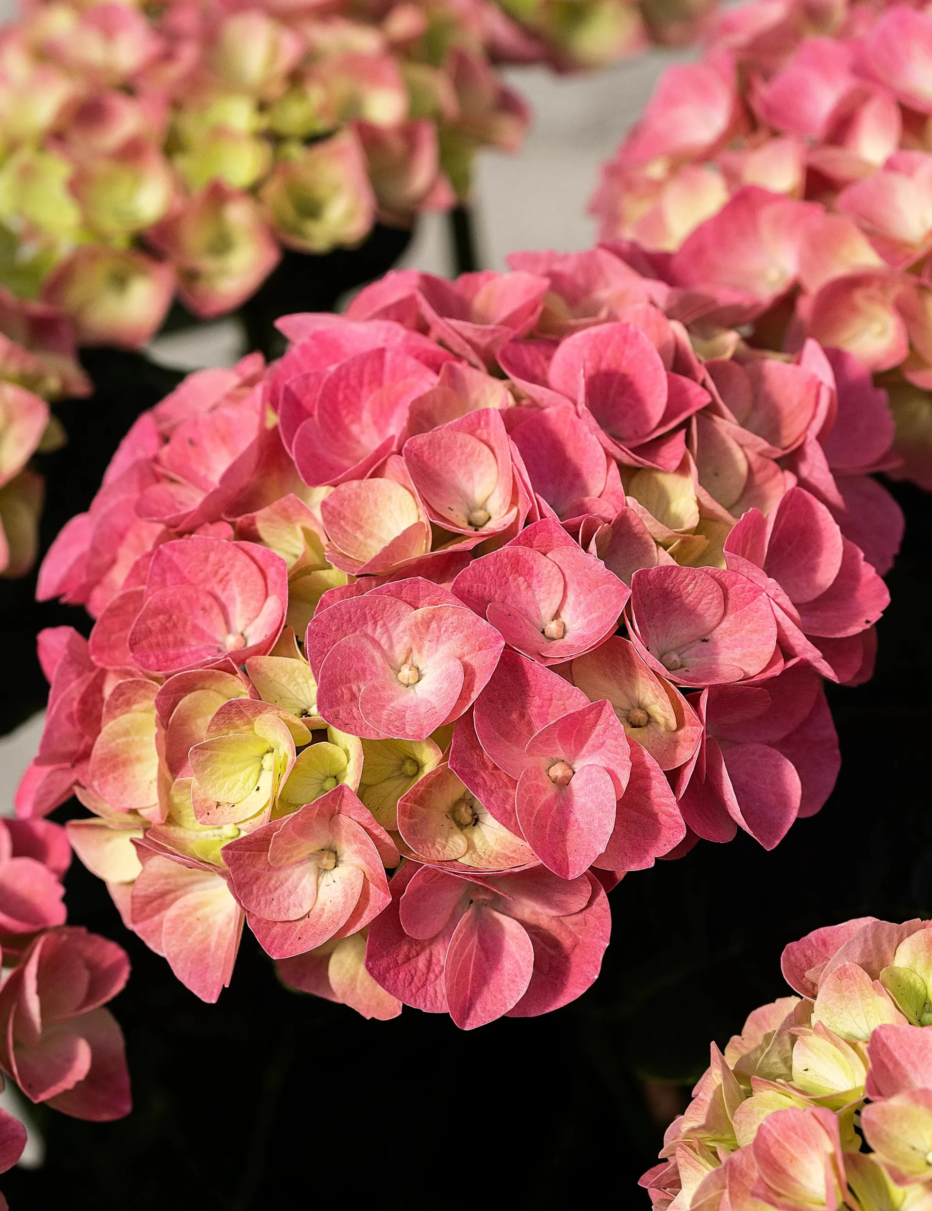 Krukkehortensia rosa, Hydrangea macrophylla, Ø21 cm potte