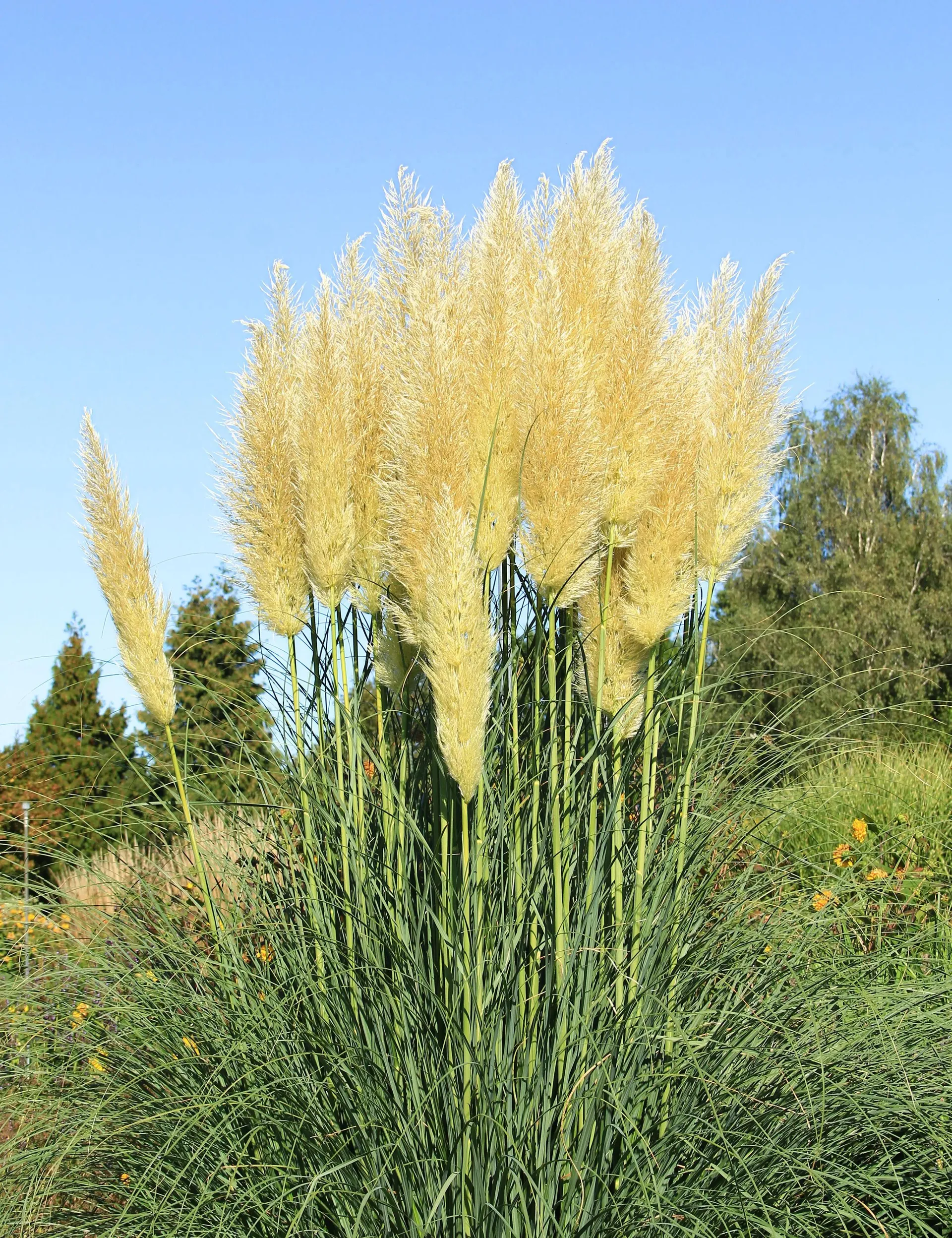 Pampasgræs, Cortaderia selloana 'Citaro', 5 liters potte