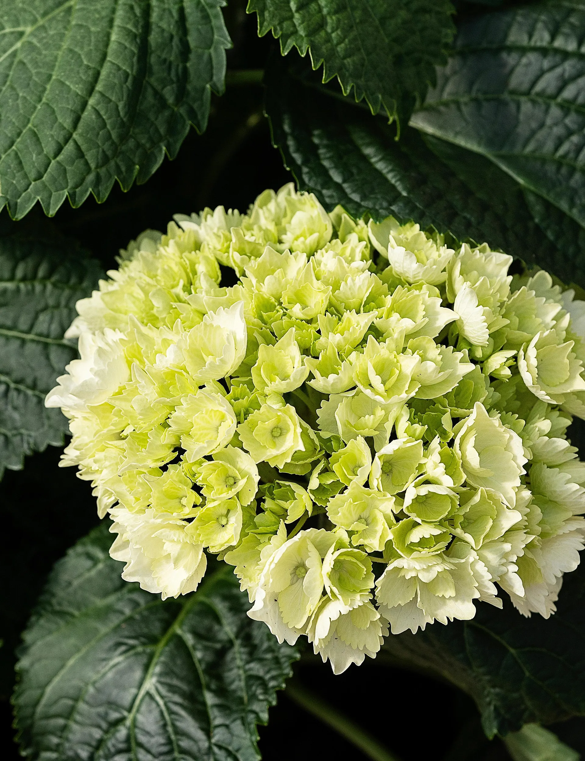 Krukkehortensia hvid, Hydrangea macrophylla, Ø21 cm potte