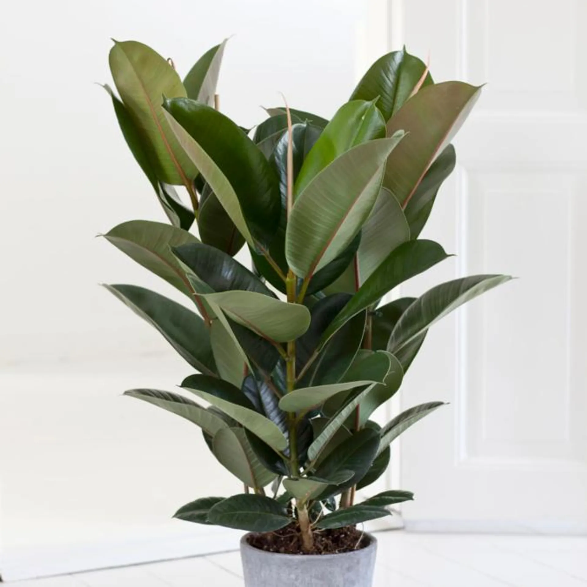 Gummitræ, Ficus ela. 'Abidjan' H75 cm, Ø24 cm potte