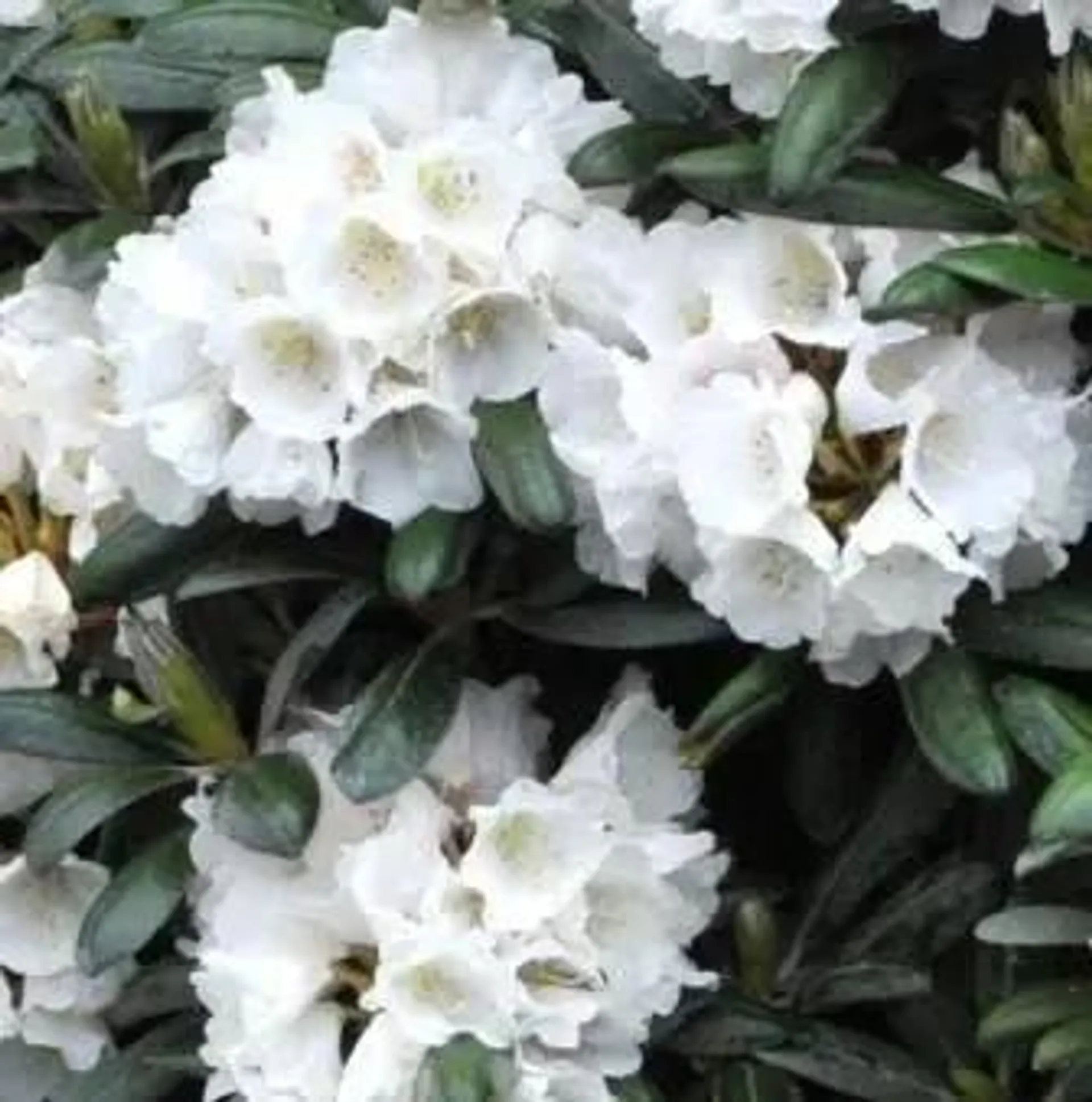 Rhododendron yak., 'Edelweis', 5 liter potte