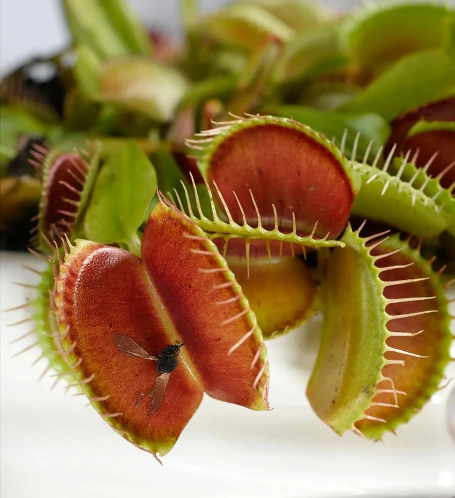 Fluefanger, Dionaea muscipula, Ø9 cm potte