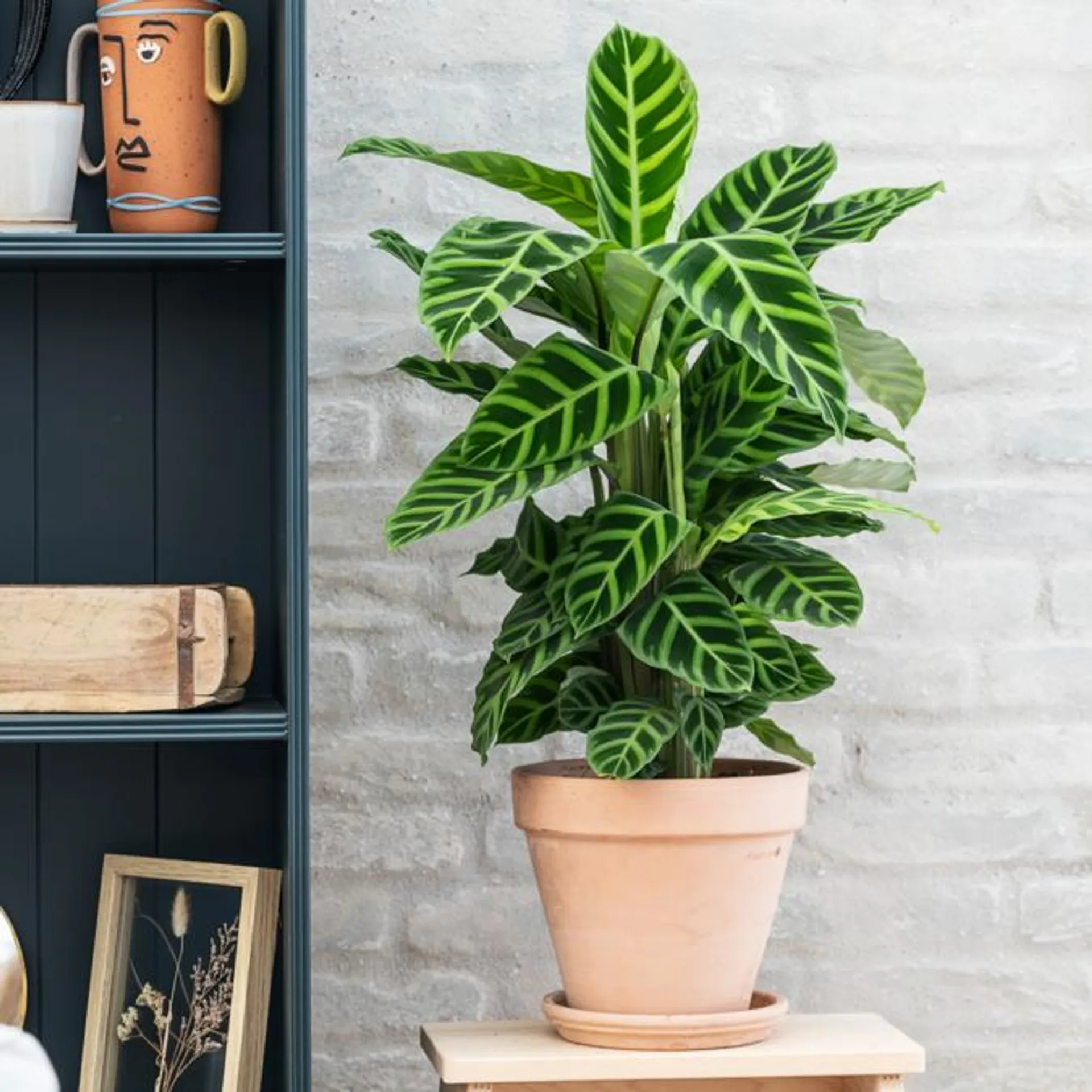 Fiskebensplante, Calathea Zebrina H75 cm, Ø19 cm potte