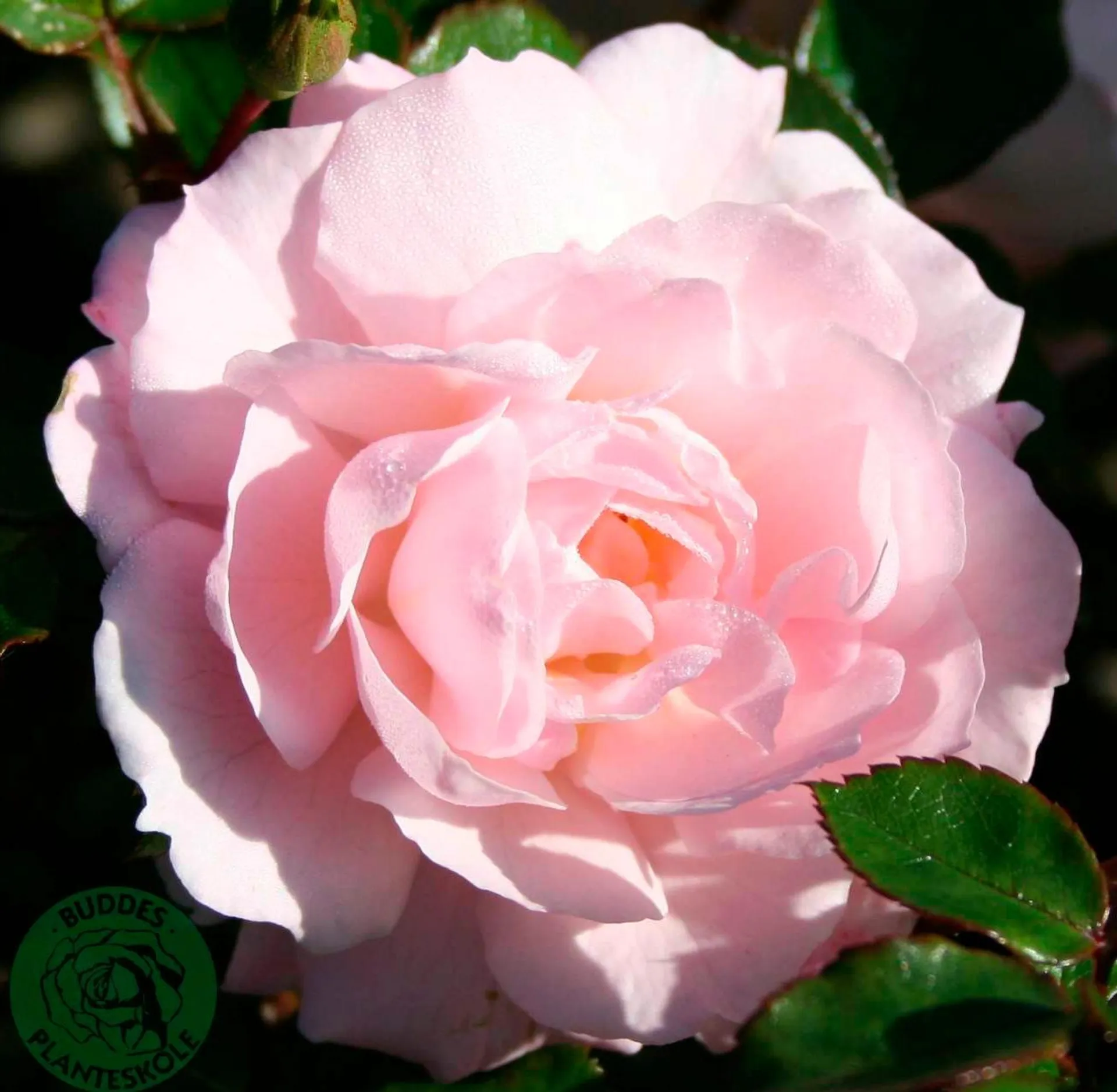 Buketrose Rosa 'Jim The Viking'