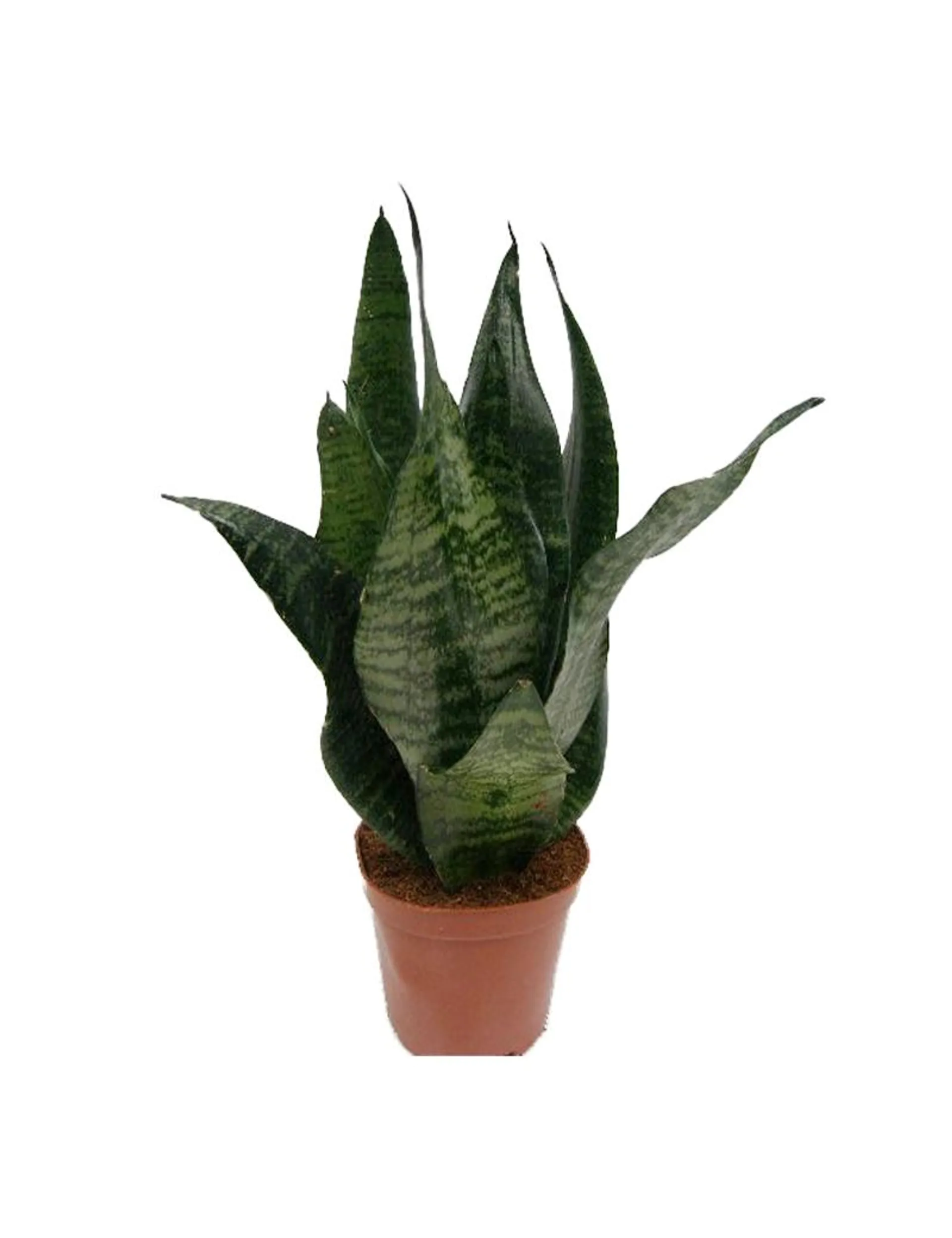 Bajonetplante, Sansevieria zeylanica H35 cm, Ø12 cm potte