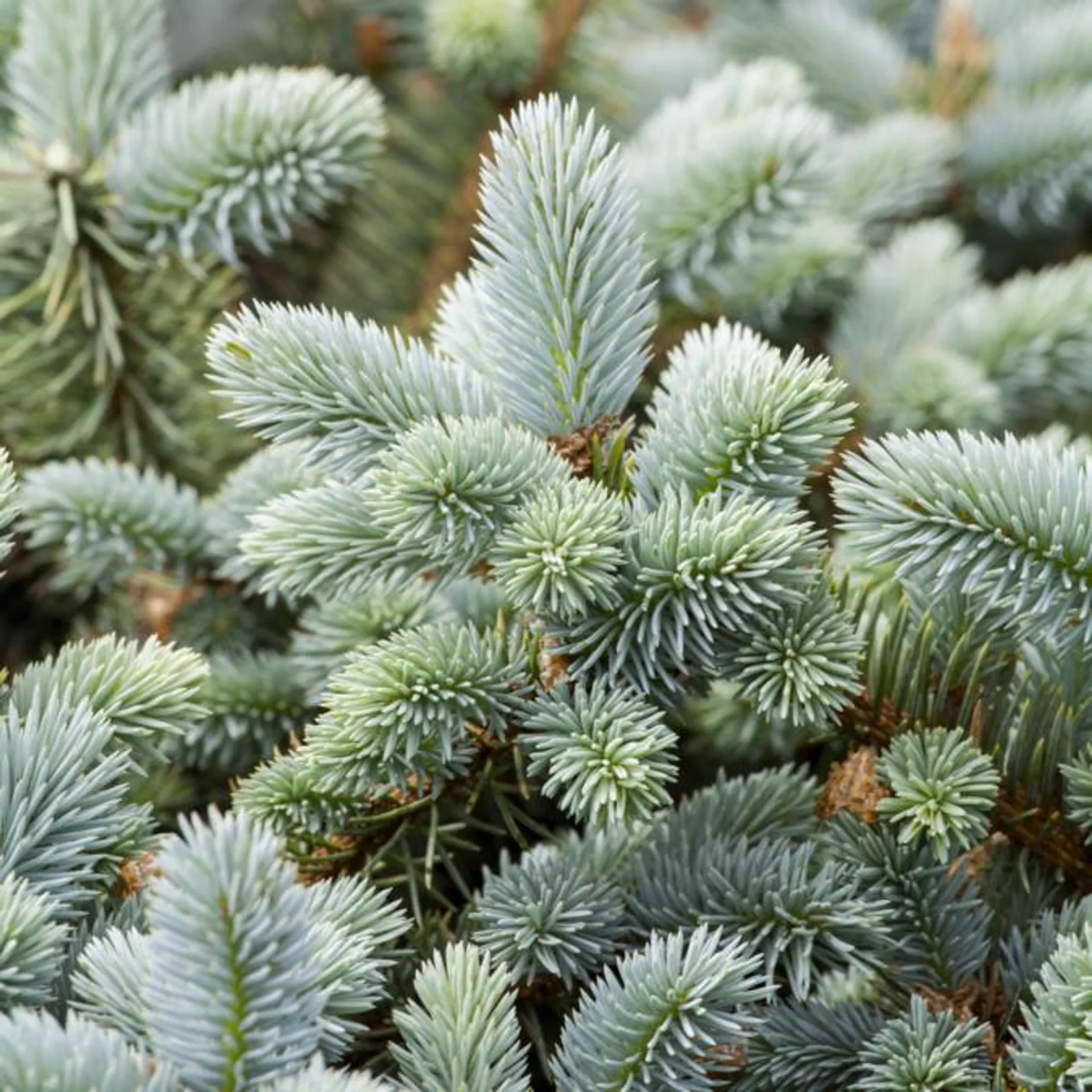 Dansk blågran H:40/60 cm, Picea pun. 'Glauca'