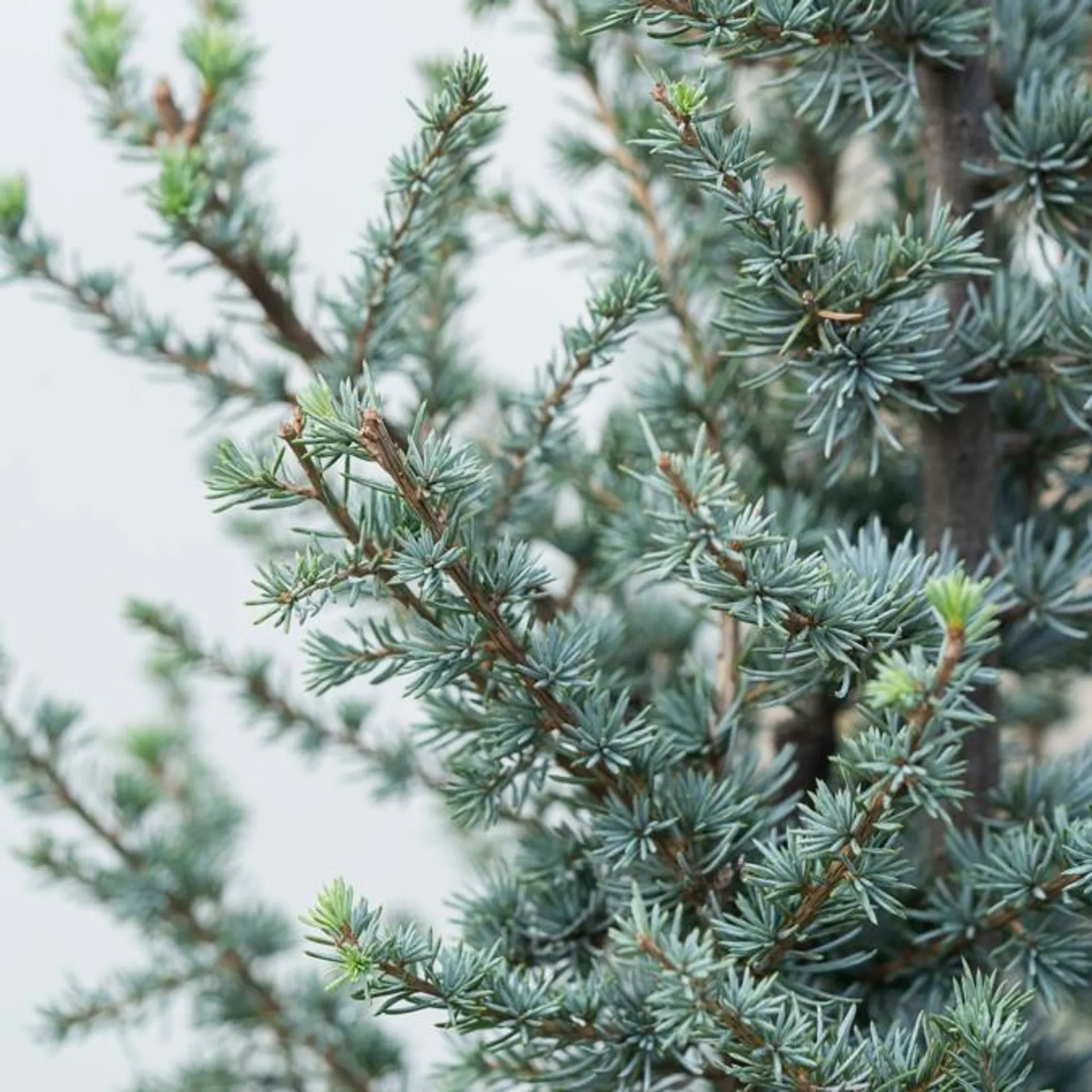 Cedertræ, Cedrus lib. 'Atlantica Glauca', 7,5 liter potte, 80 cm