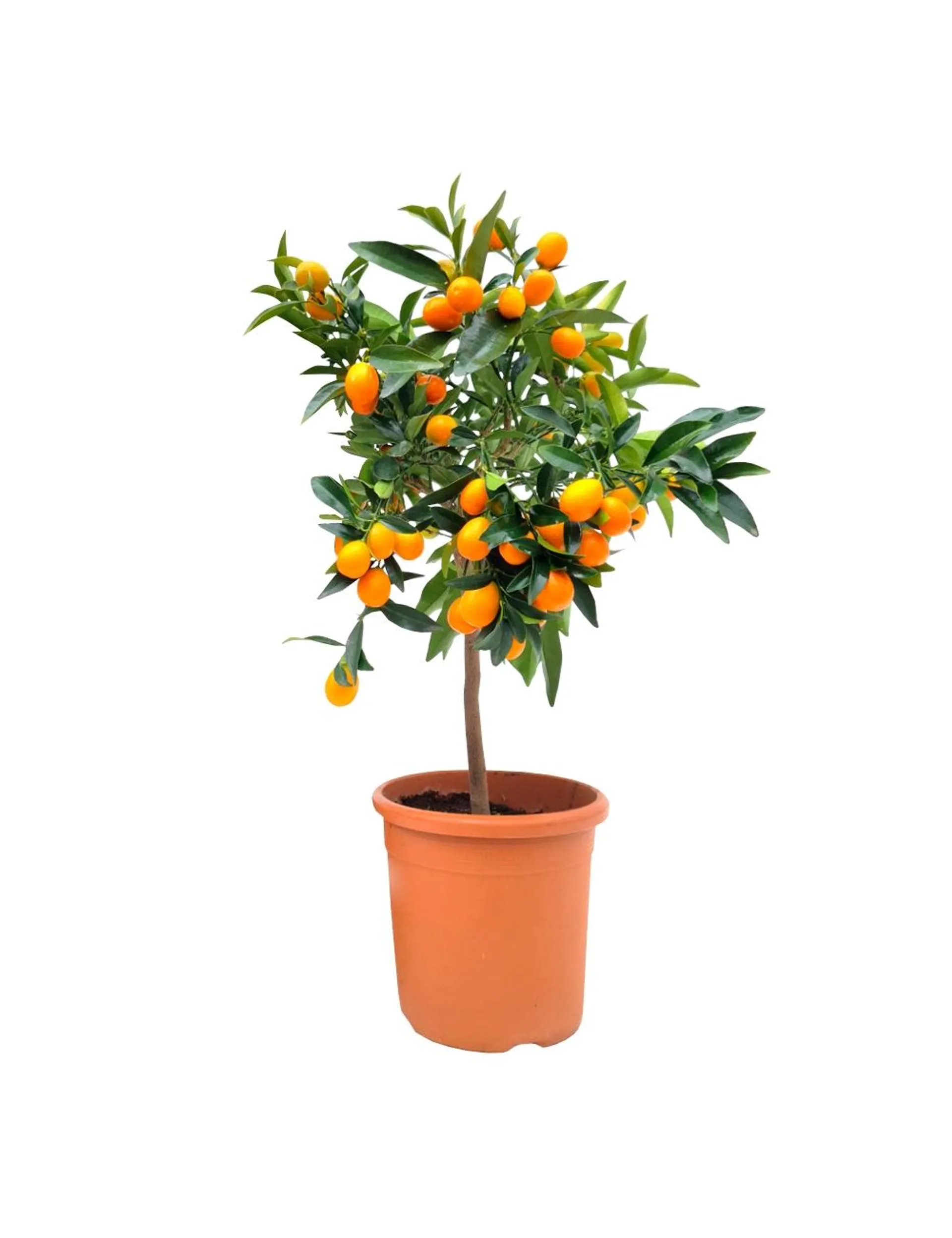 Kumquat luksus, Citrus kumquat, Ø21 cm potte