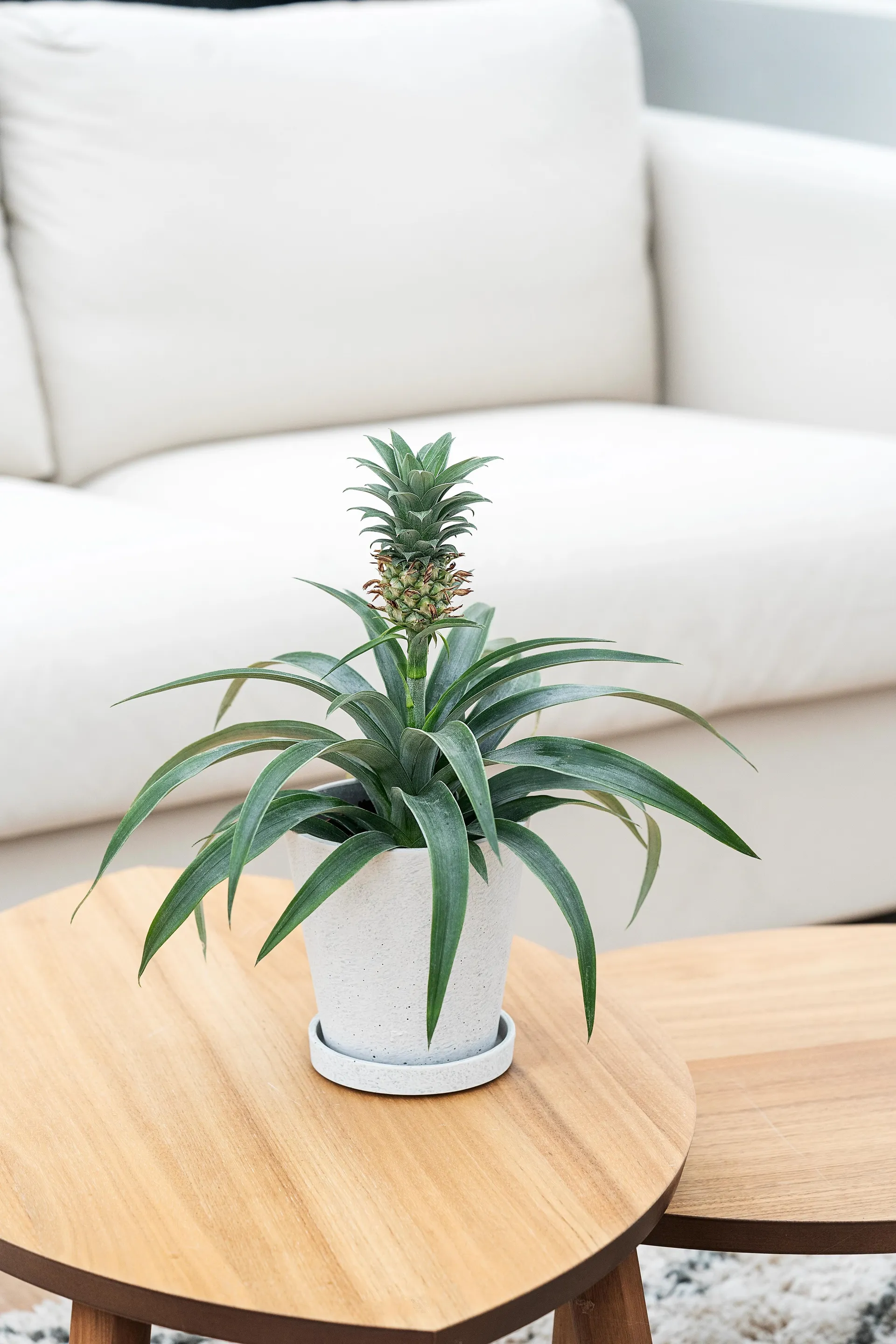 Anti snorkeplante, Ananas 'C.', Ø12 cm potte