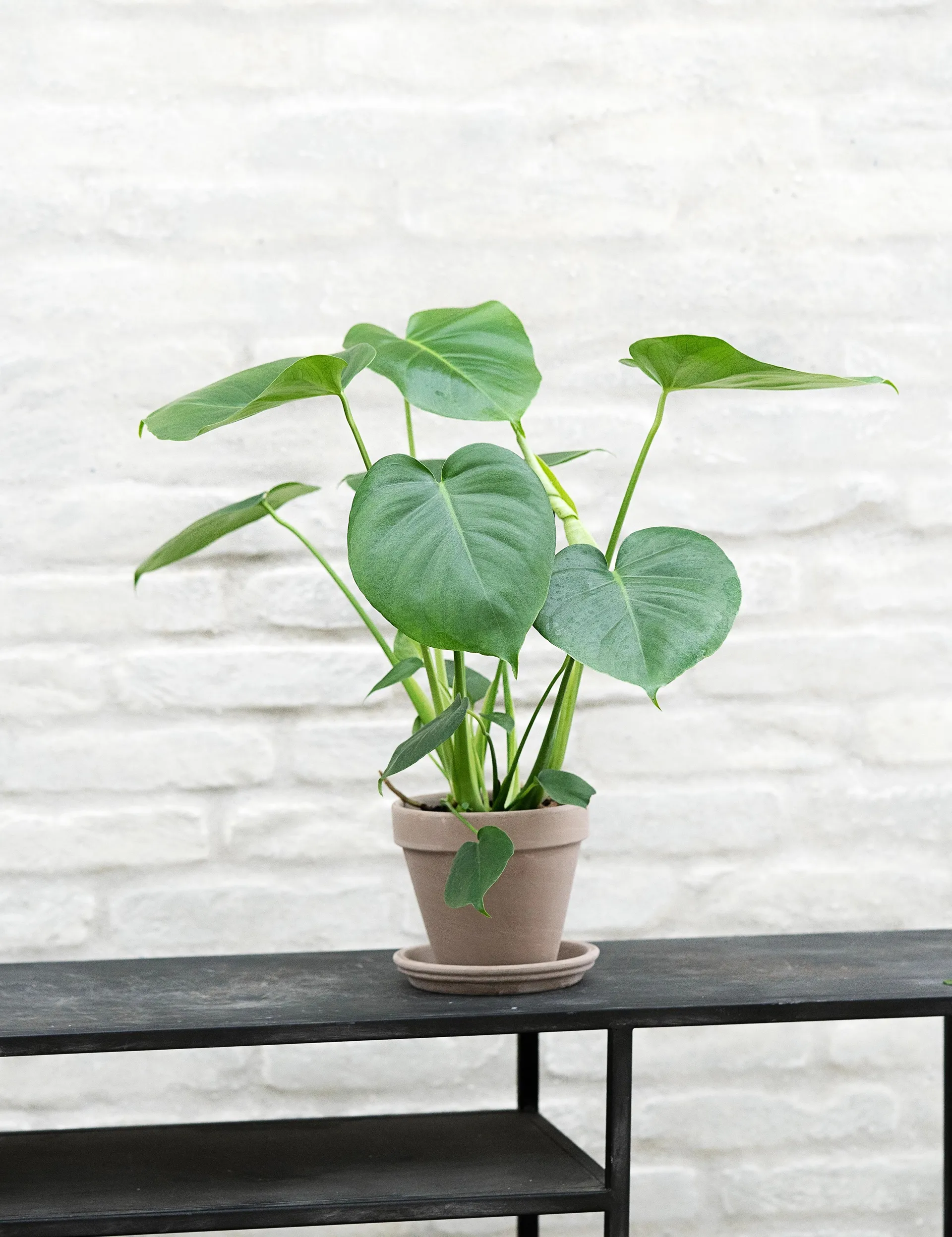 Fingerphilodendron, Monstera deliciosa H30 cm, Ø13 cm potte