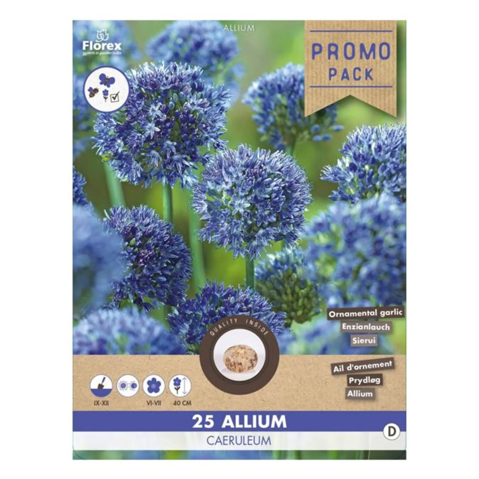 Prydløg , Allium 'Caeruleum'. Pakke med 25 løg