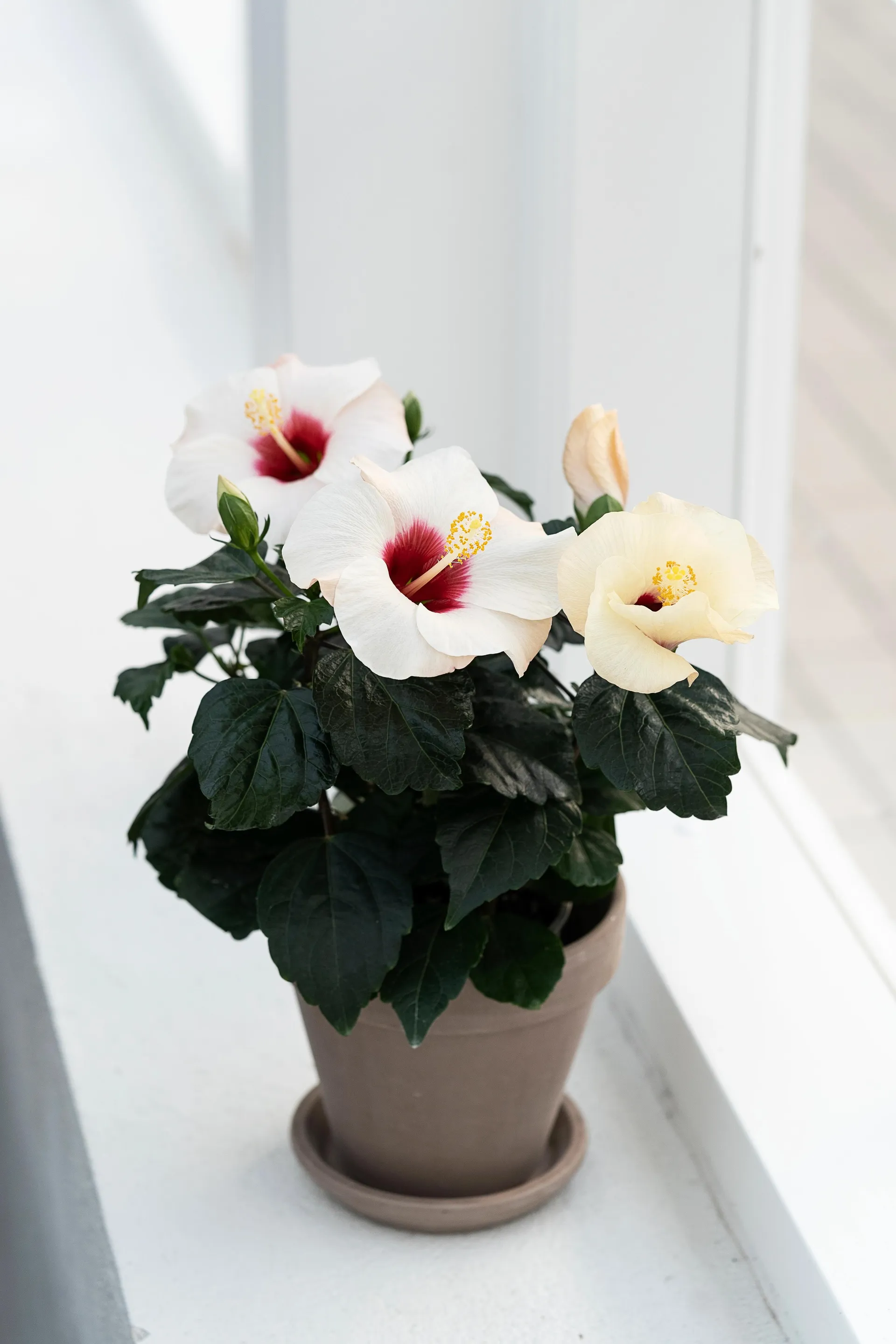 HibisQs® hvid, 'Hawaiiblomst', Ø13 cm potte