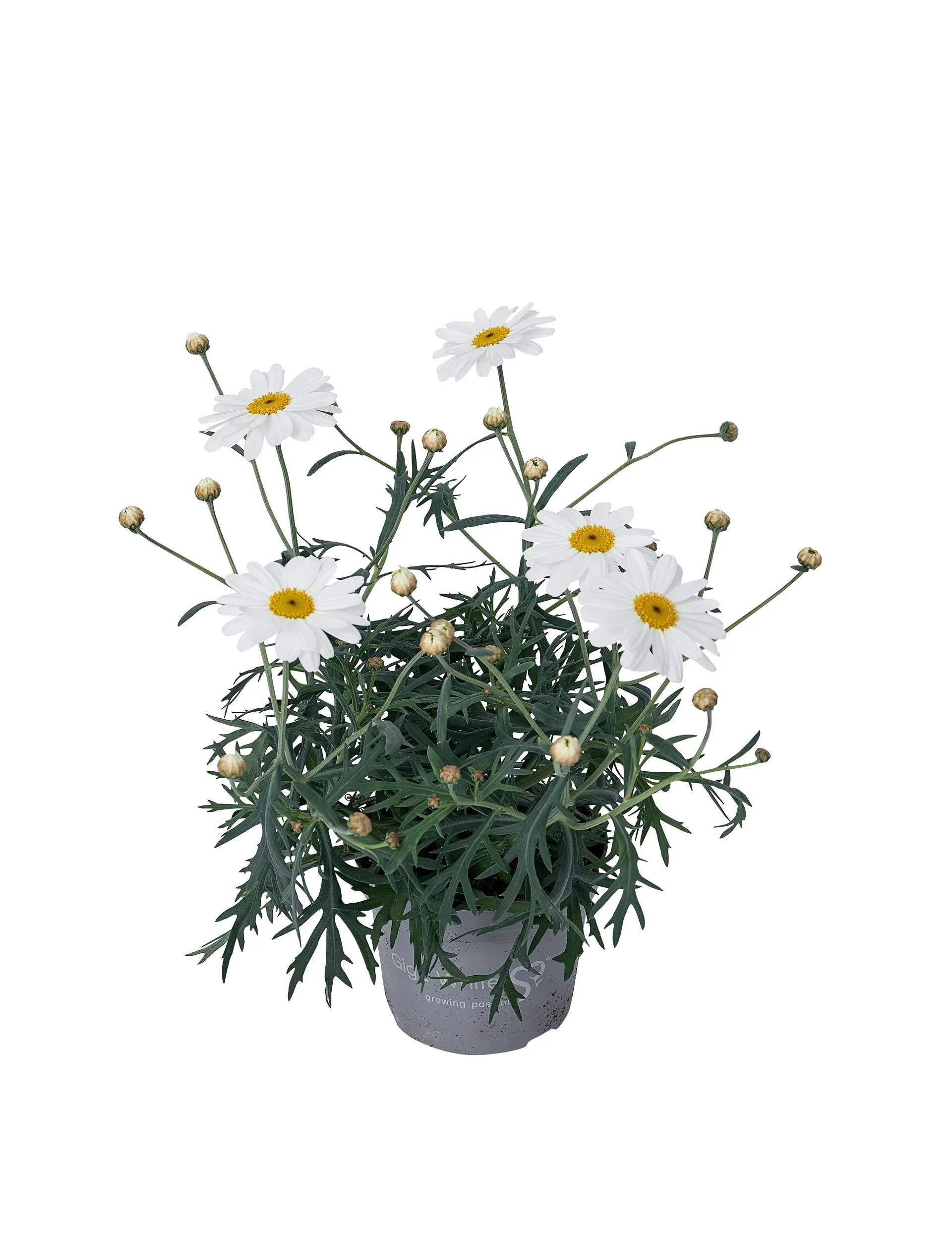 Margurit giga white, Chrysanthemum frut., Ø11,5 cm potte