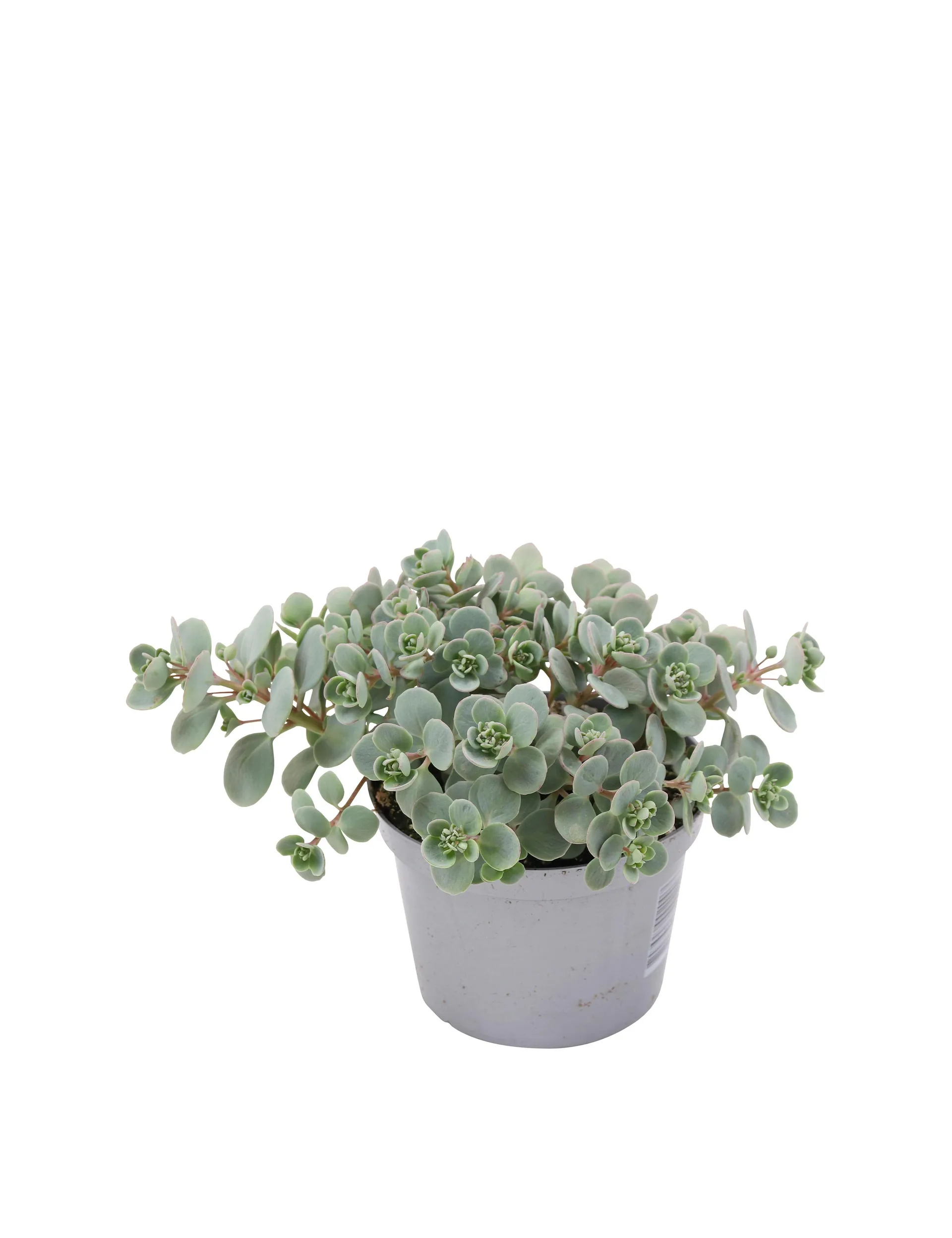 Stenurt, Sedum Cauticola 'Pink', Ø12 cm potte