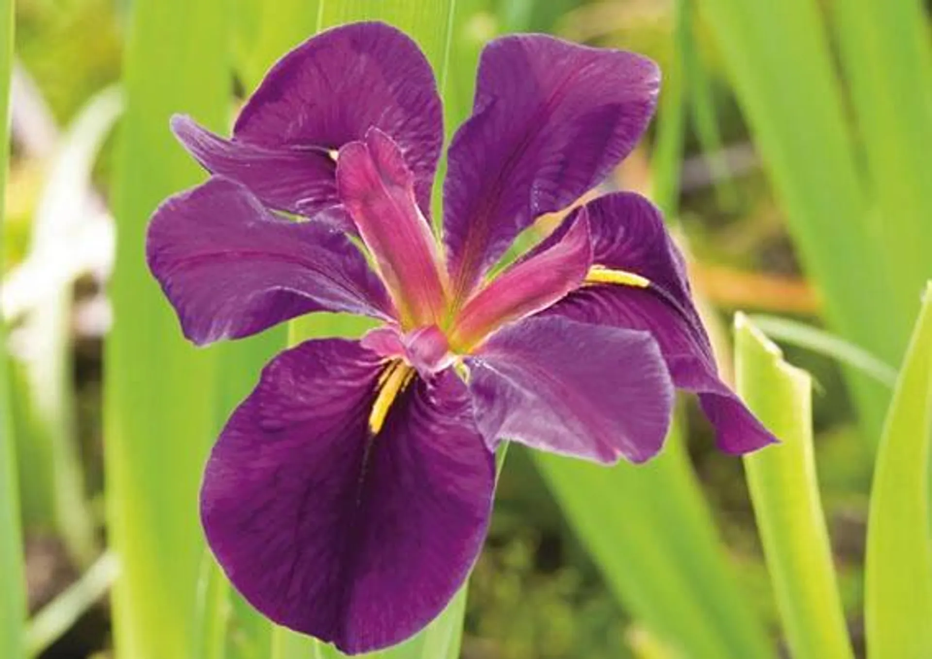 Japansk sumpiris, D, Iris 'Black Gamecock', 9 cm potte