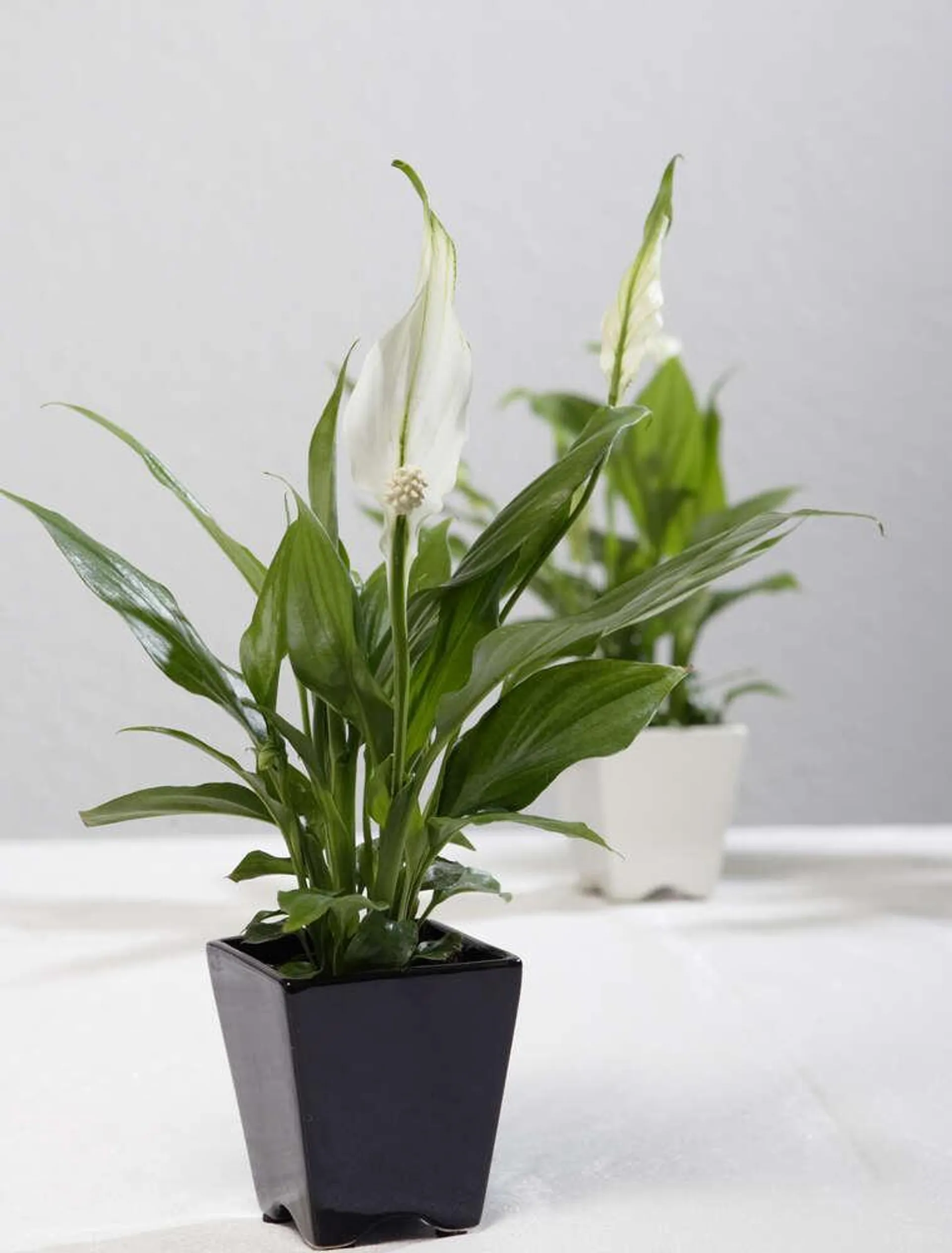 Fredslilje, Spathiphyllum 'Chopin', Ø9 cm potte