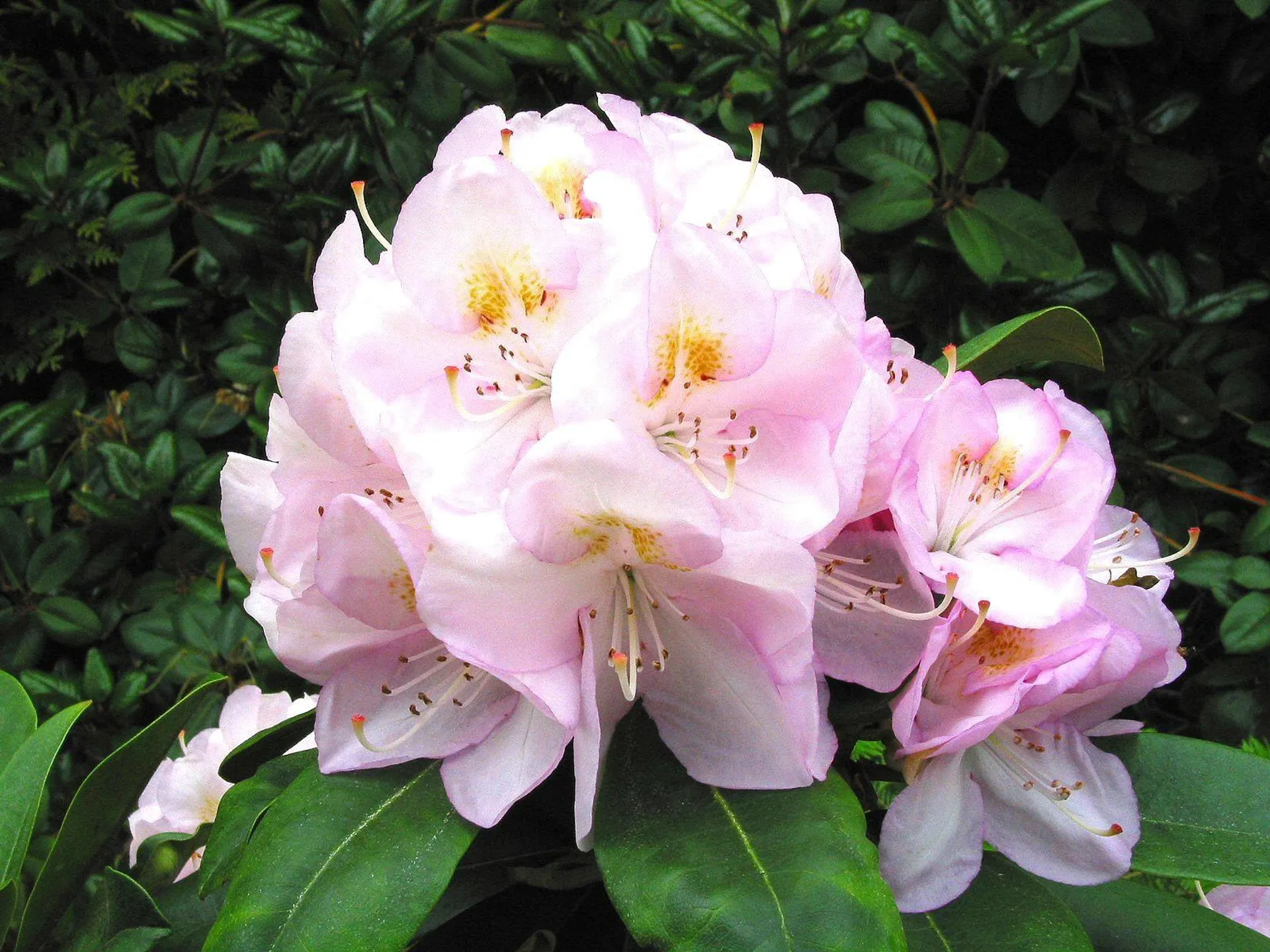 Rhododendron, 'Gomer Waterer', 5 liter potte