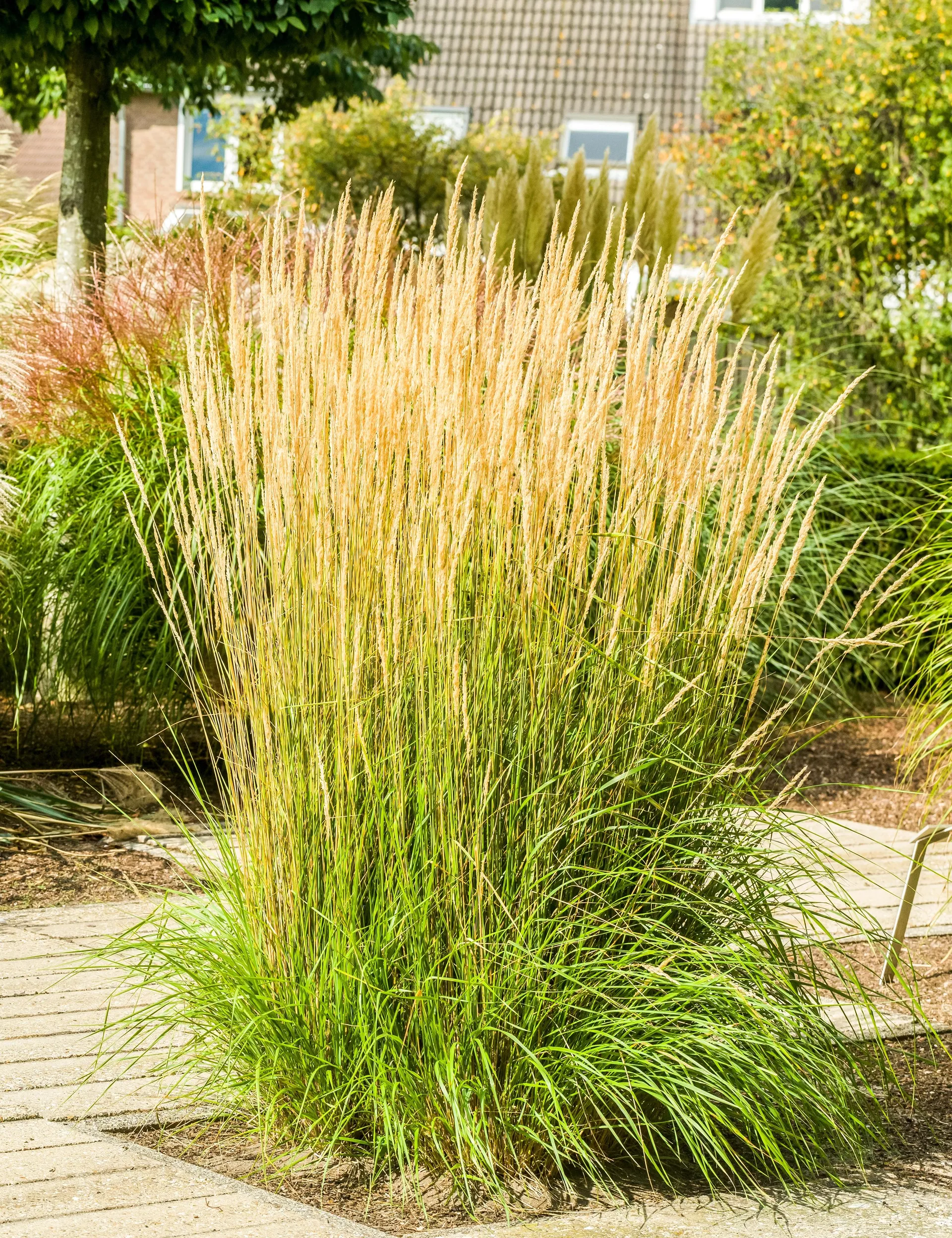 Sandrør, Calamagrostis ac. 'Karl Foerster', 5 liters potte