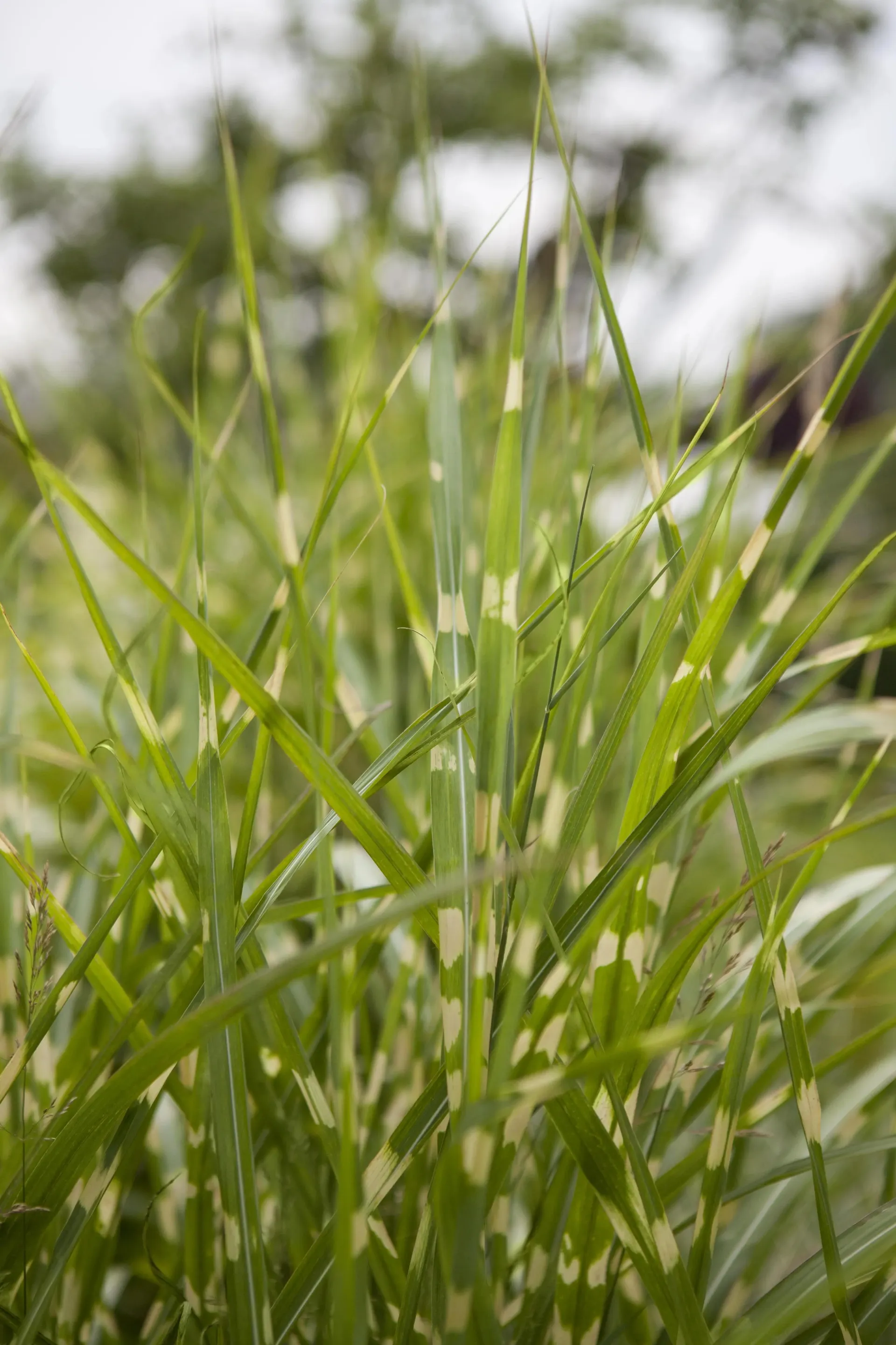 Hvidbroget elefantgræs, Miscanthus sinensis 'Zebrinus', 5 liters potte