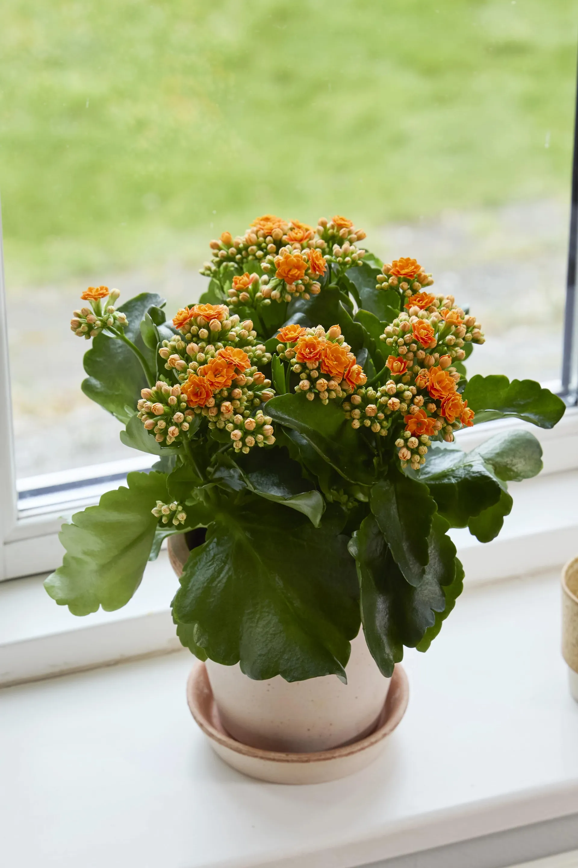 Big Queen®, Kalanchoe arts-hybrid. Orange, Ø13 cm potte