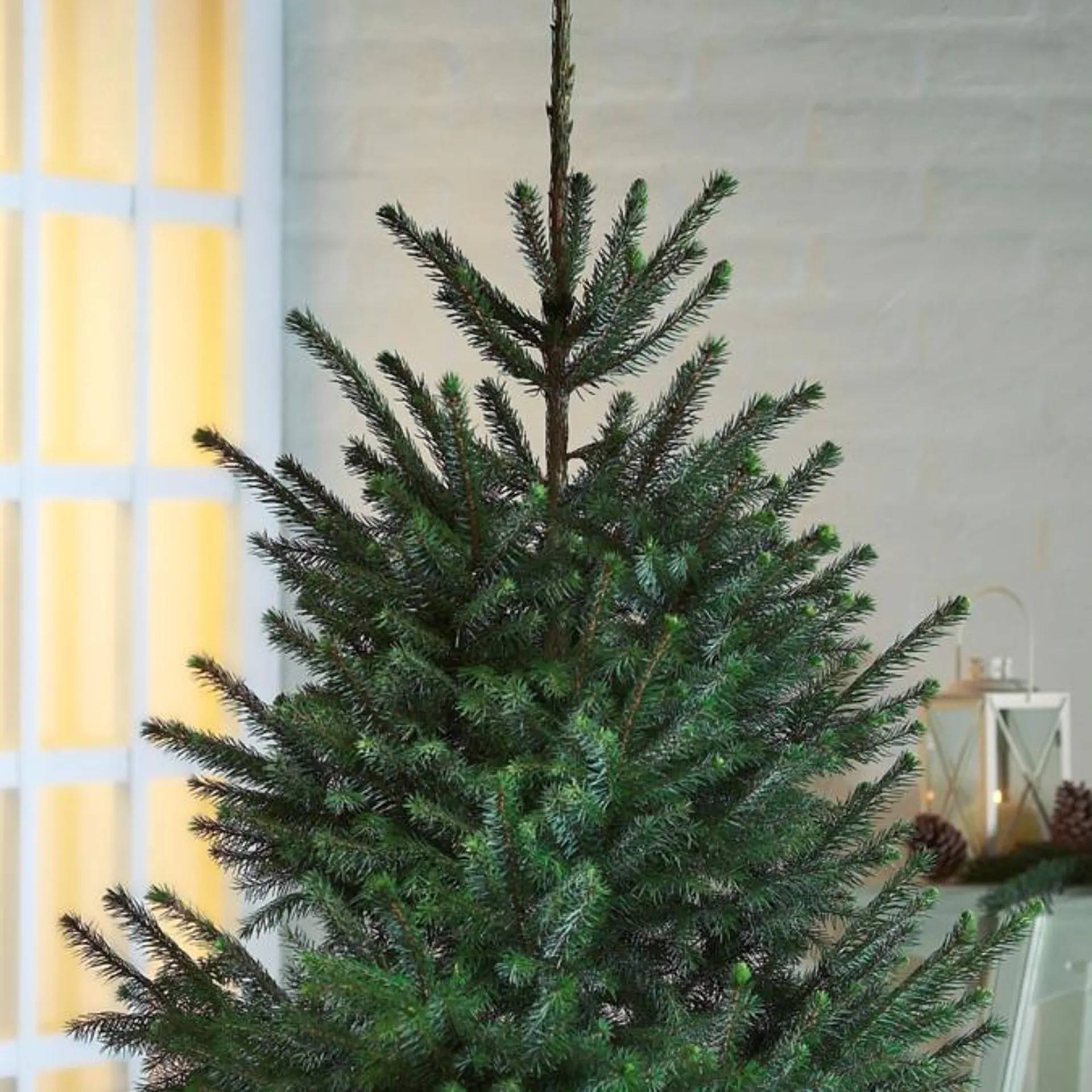 Dansk søjlegran H:60/80 cm, Picea omorika