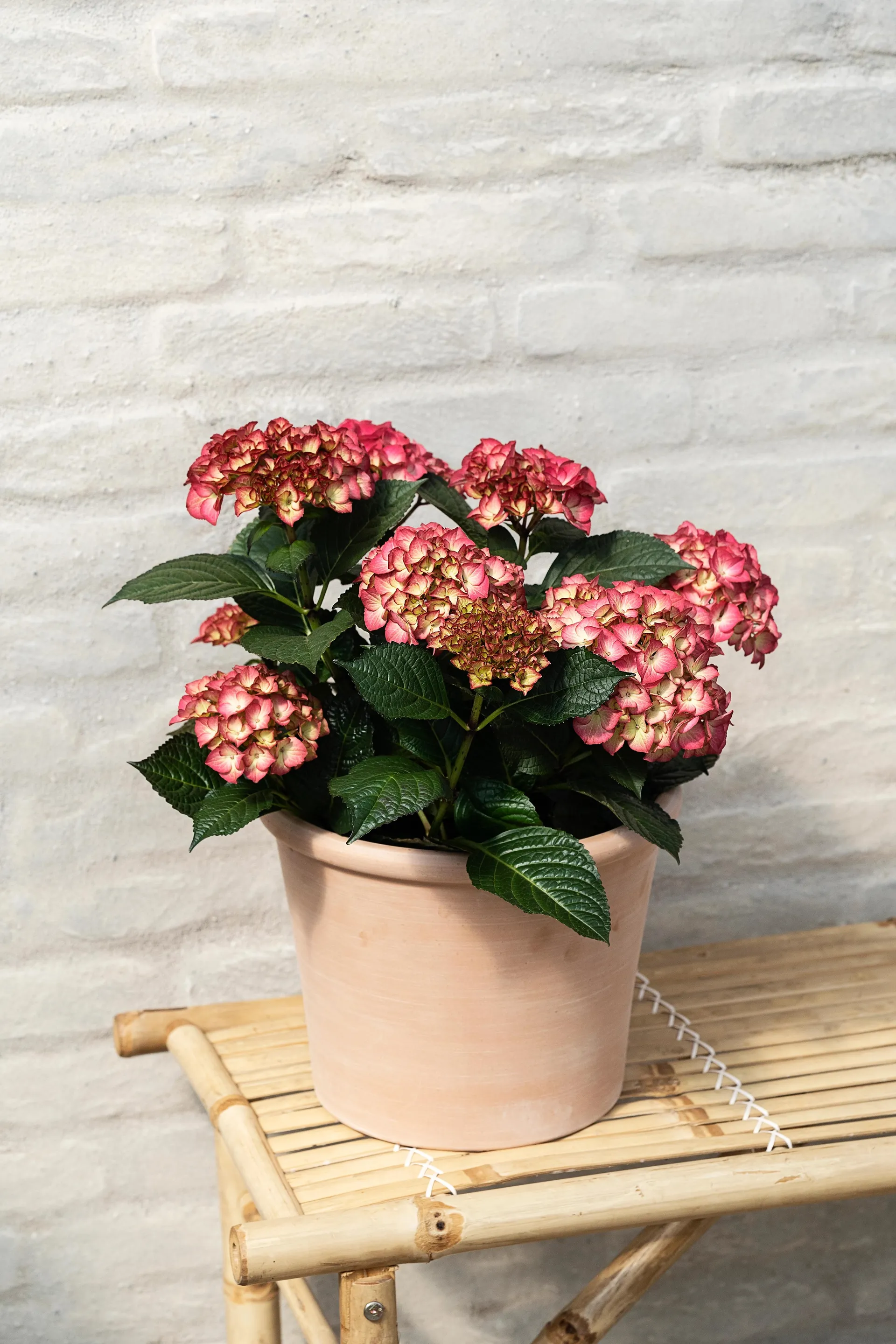 Krukkehortensia rød, Hydrangea macrophylla, Ø21 cm potte