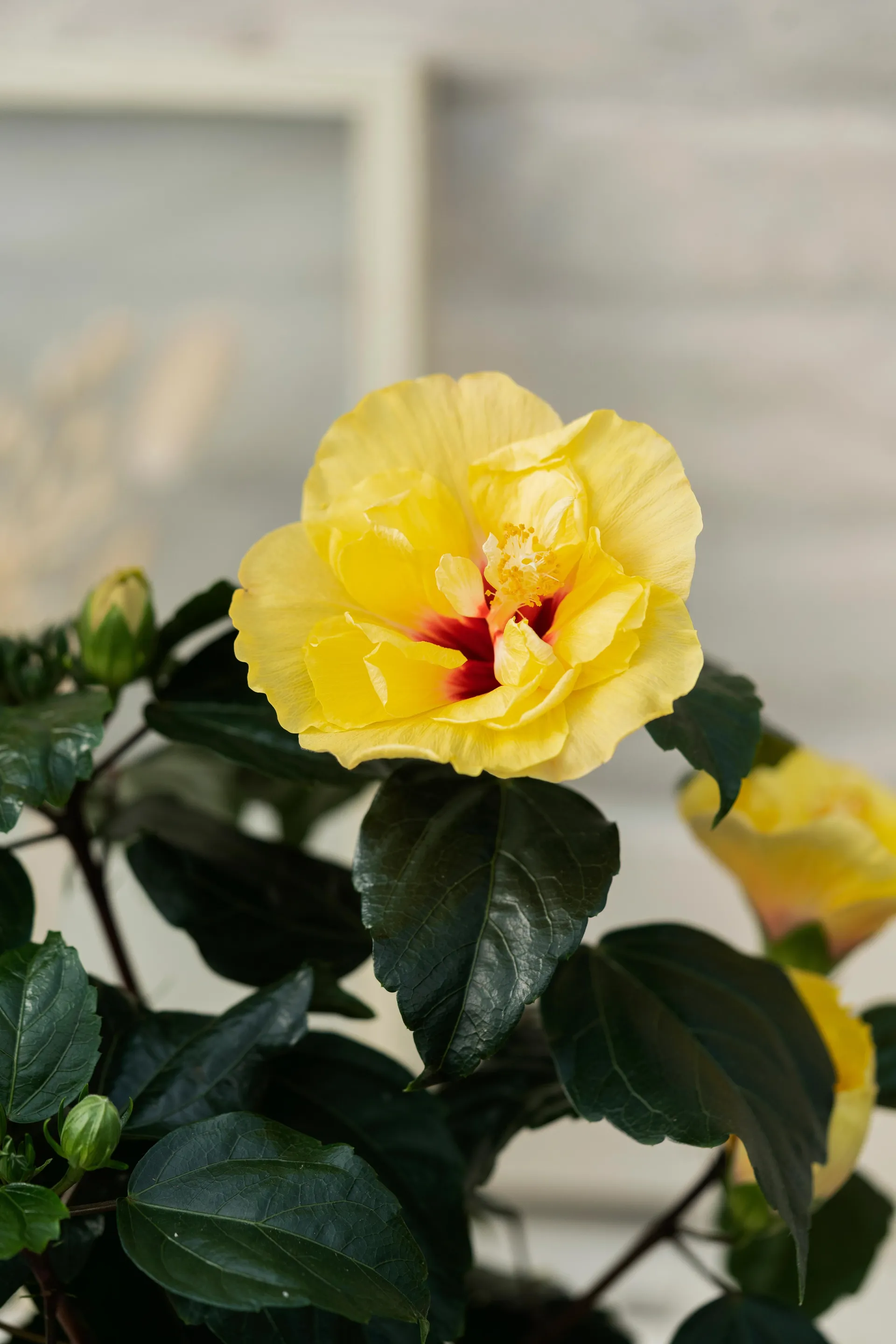 HibisQs® gul, 'Hawaiiblomst', Ø13 cm potte