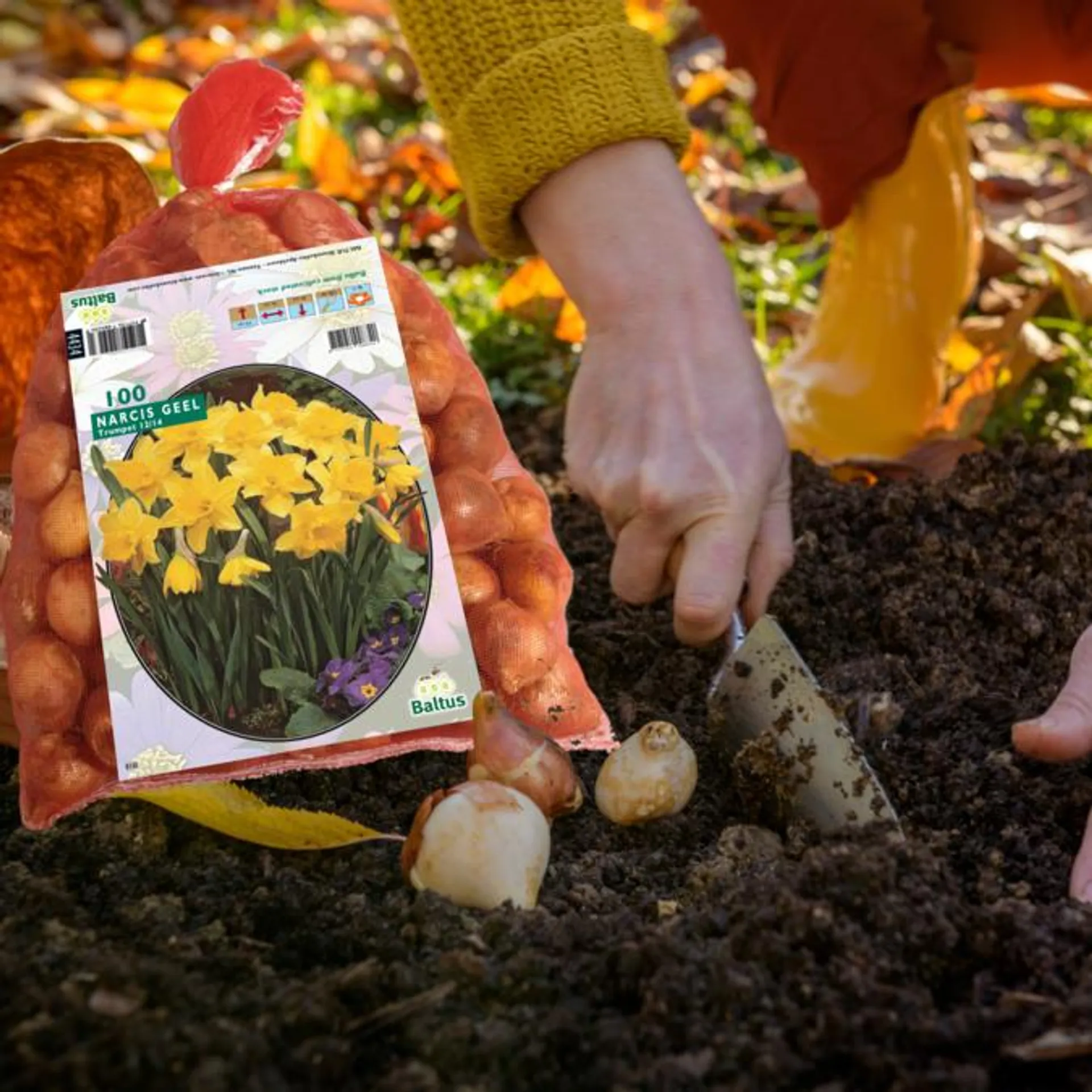 Påskelilje løg , Narcis Trompet Yellow . Pakke med 100 løg