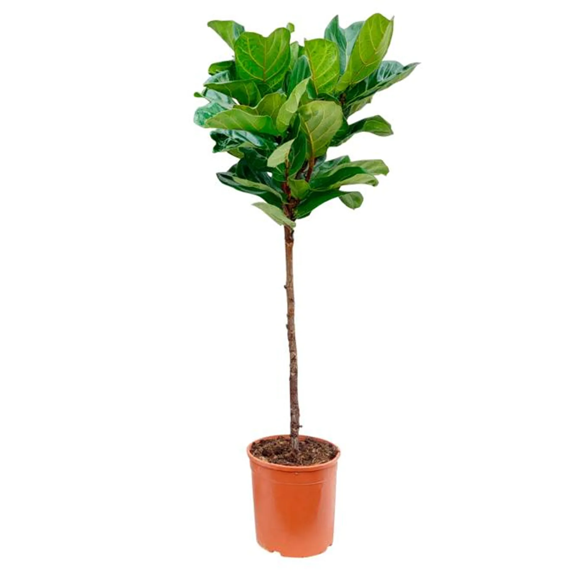 Violinfigen, Ficus lyratha, Ø24 cm potte